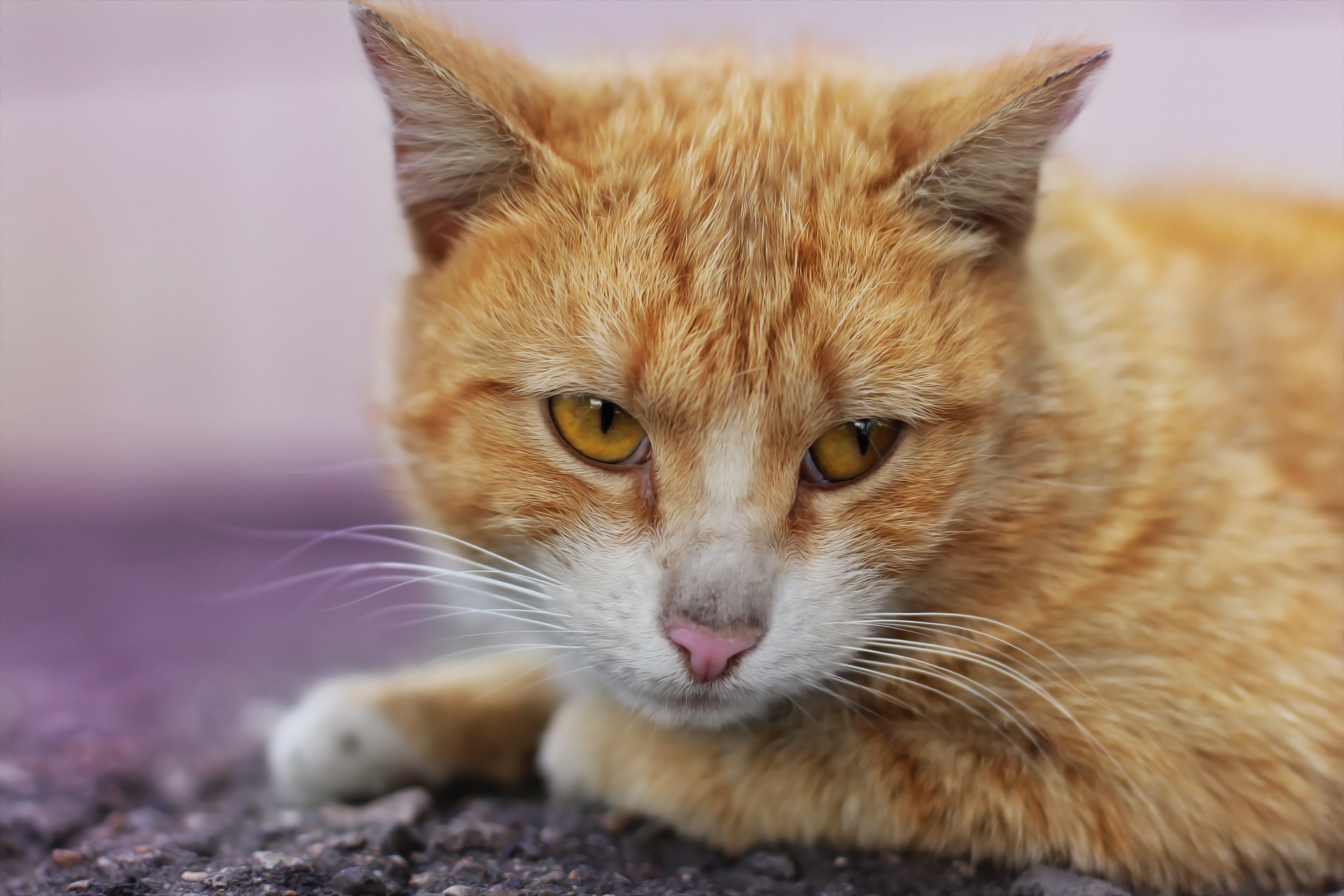 489770 Protetores de tela e papéis de parede Gatos em seu telefone. Baixe  fotos gratuitamente