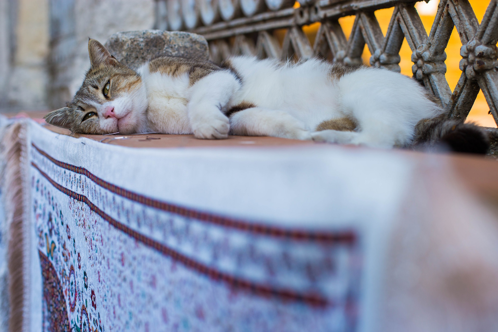 Baixar papel de parede para celular de Gato, Gatos, Animais gratuito.