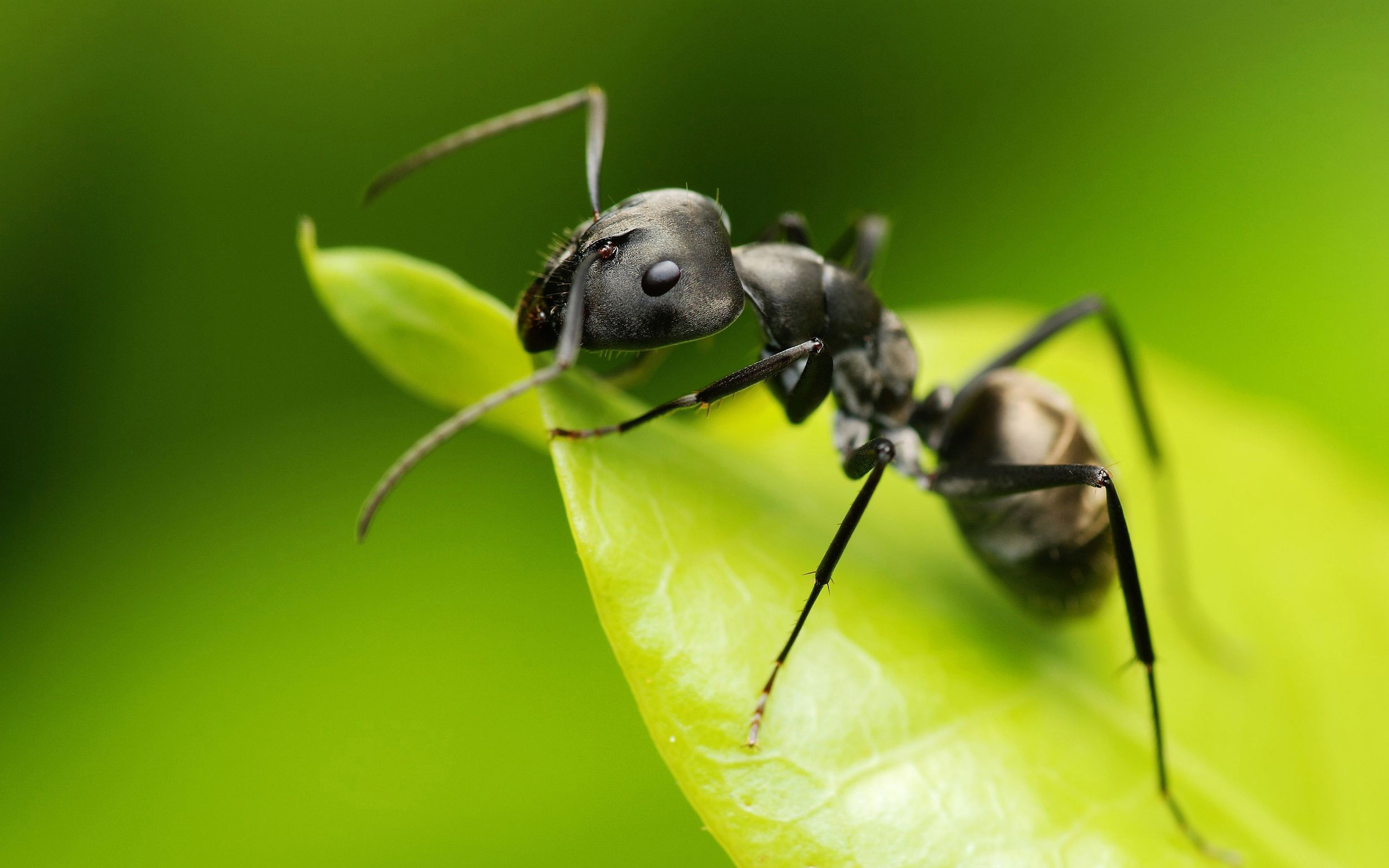 234532 baixar papel de parede formiga, animais - protetores de tela e imagens gratuitamente