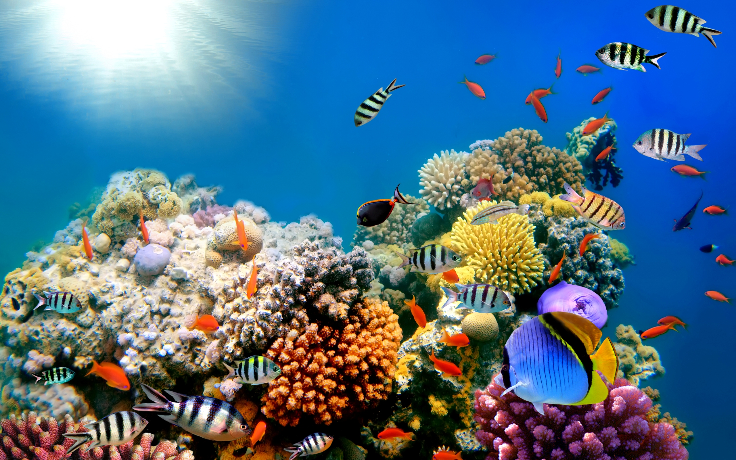 282615 télécharger l'image des poissons, poisson, animaux - fonds d'écran et économiseurs d'écran gratuits