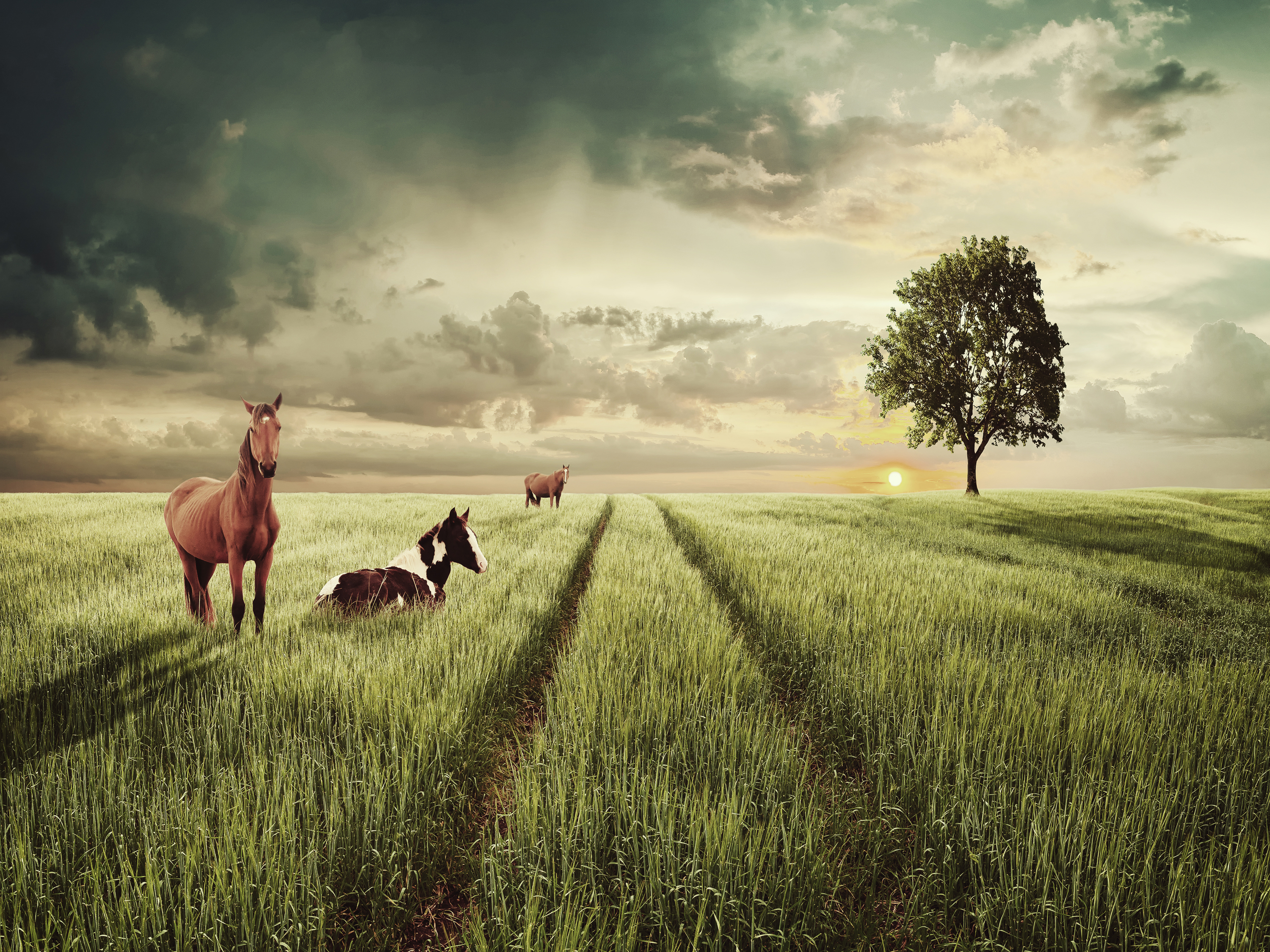 Download mobile wallpaper Sky, Horizon, Tree, Field, Animal, Cloud, Horse, Lonely Tree for free.