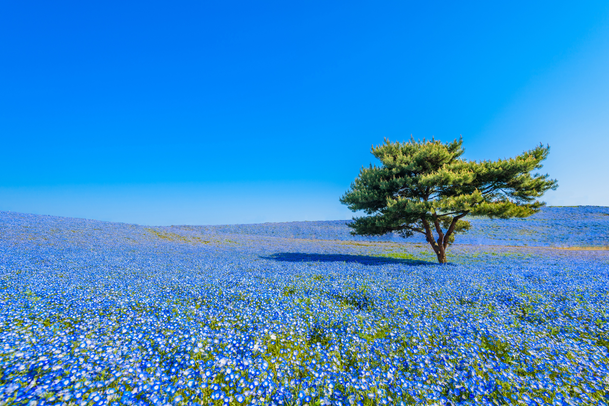 Téléchargez gratuitement l'image Fleurs, Fleur, Arbre, Ciel, La Nature, Terre/nature, Arbre Solitaire, Fleur Bleue sur le bureau de votre PC