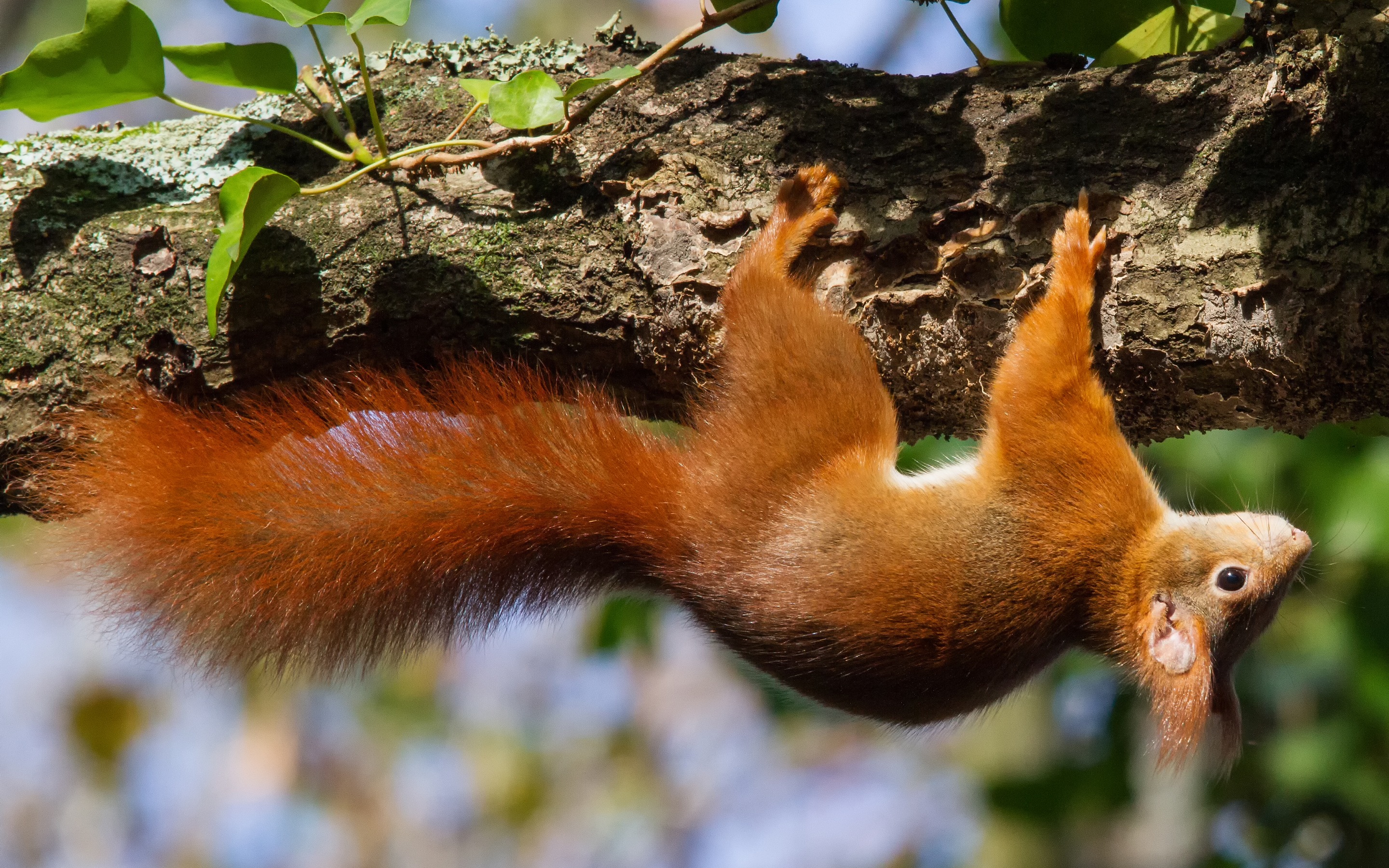 animals, squirrel, wood, tree, climb, upside down