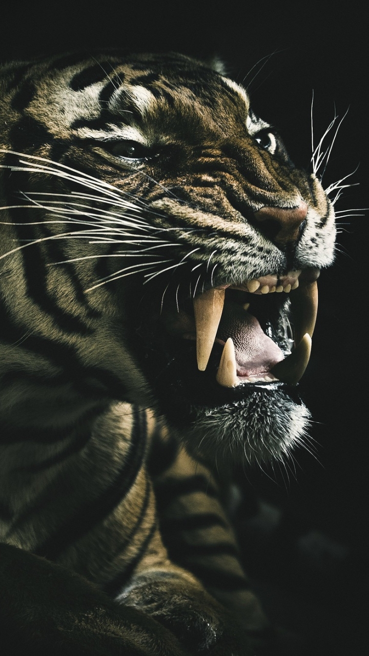 Download mobile wallpaper Cats, Tiger, Animal, Roar for free.