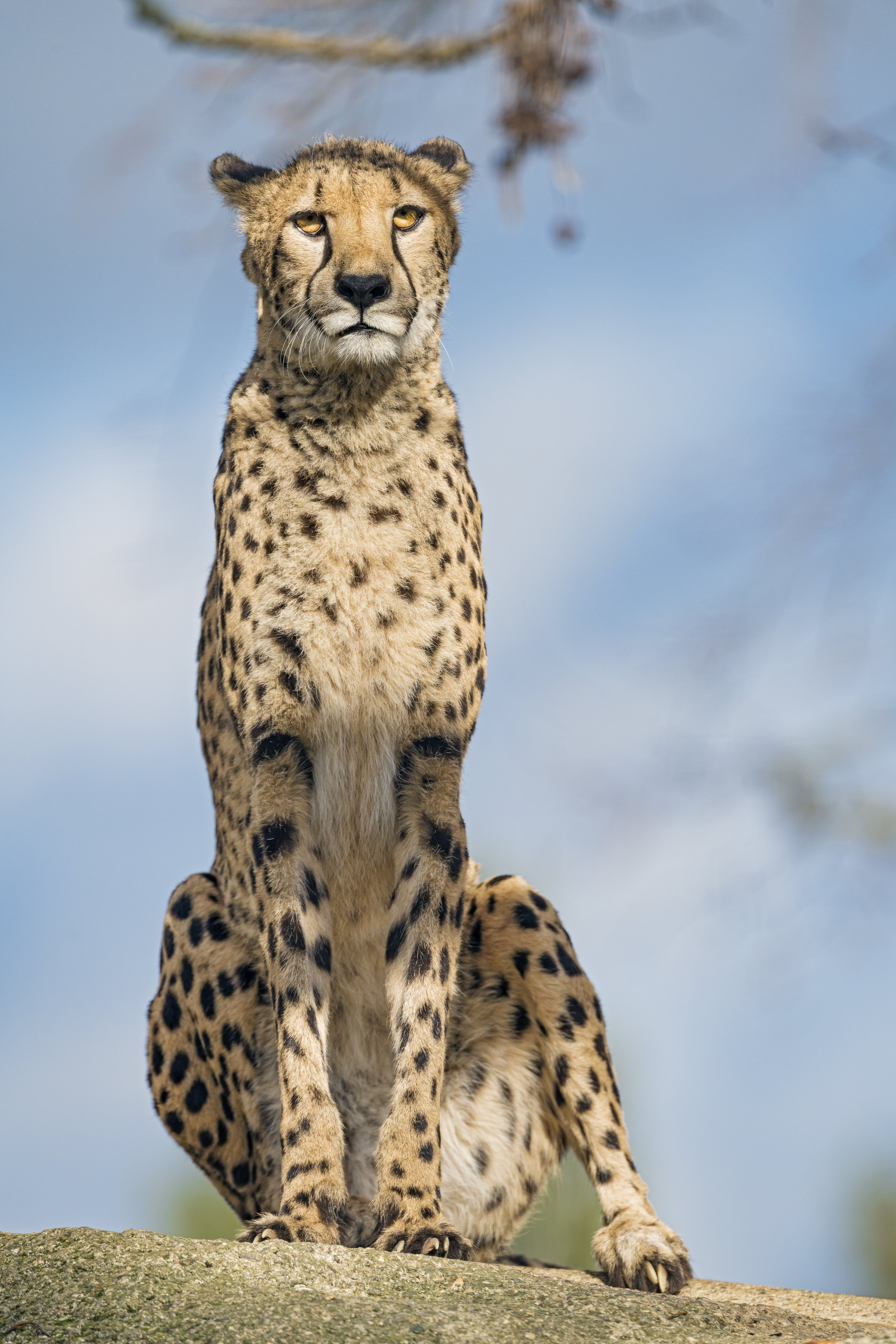 Cheetah 1920 x 1080 HD Wallpaper