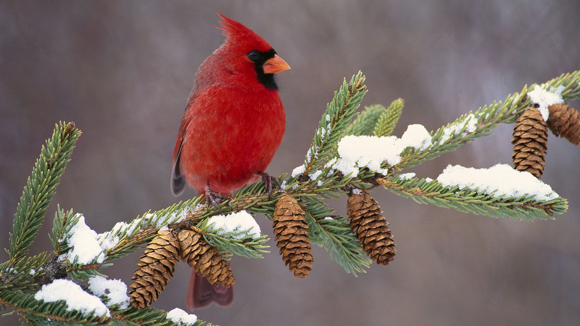 無料モバイル壁紙動物, 枝, 枢機卿, ブランチ, 雪, 色, 鳥をダウンロードします。