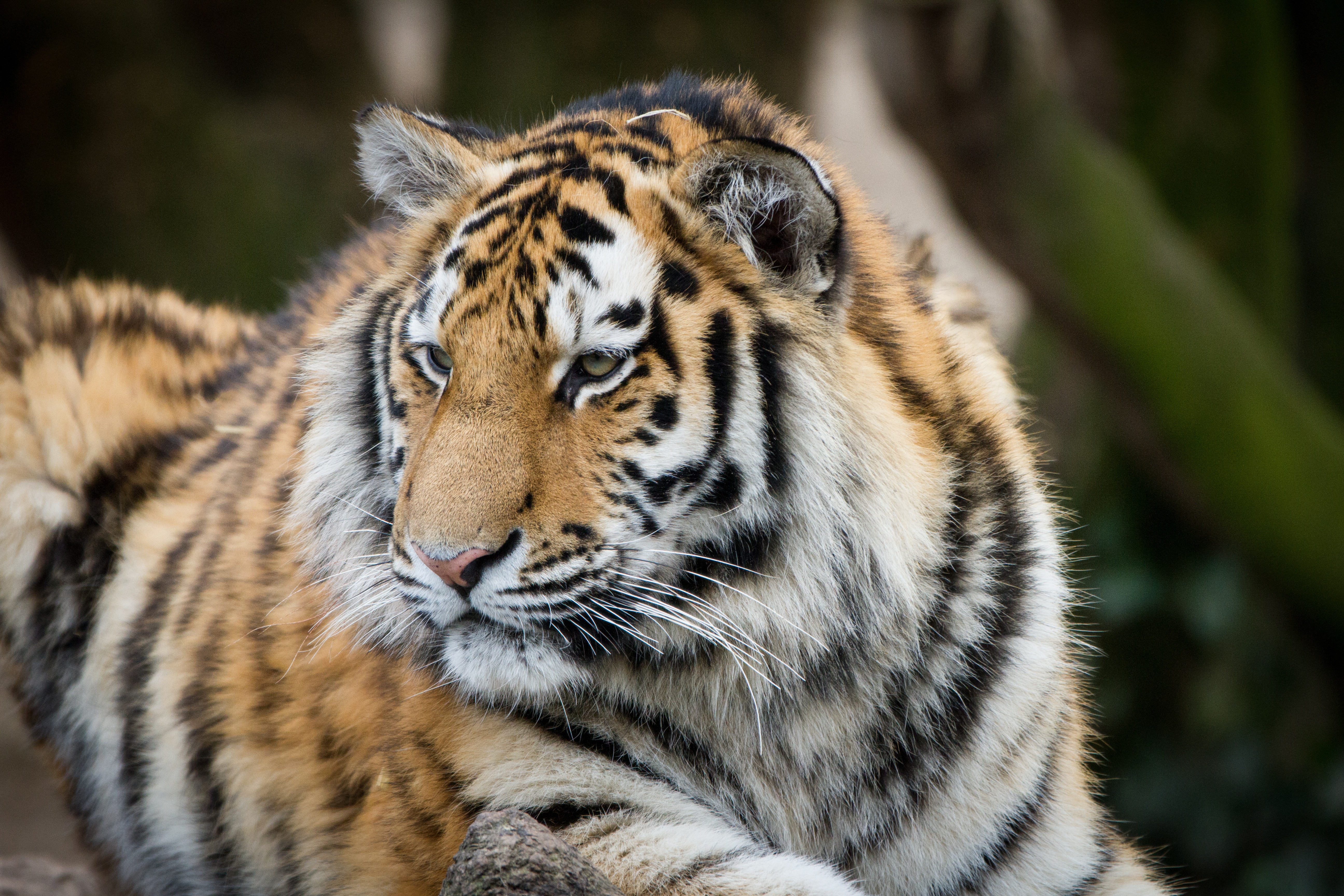Download mobile wallpaper Tiger, Muzzle, Sight, Opinion, Predator, Animals, Big Cat for free.
