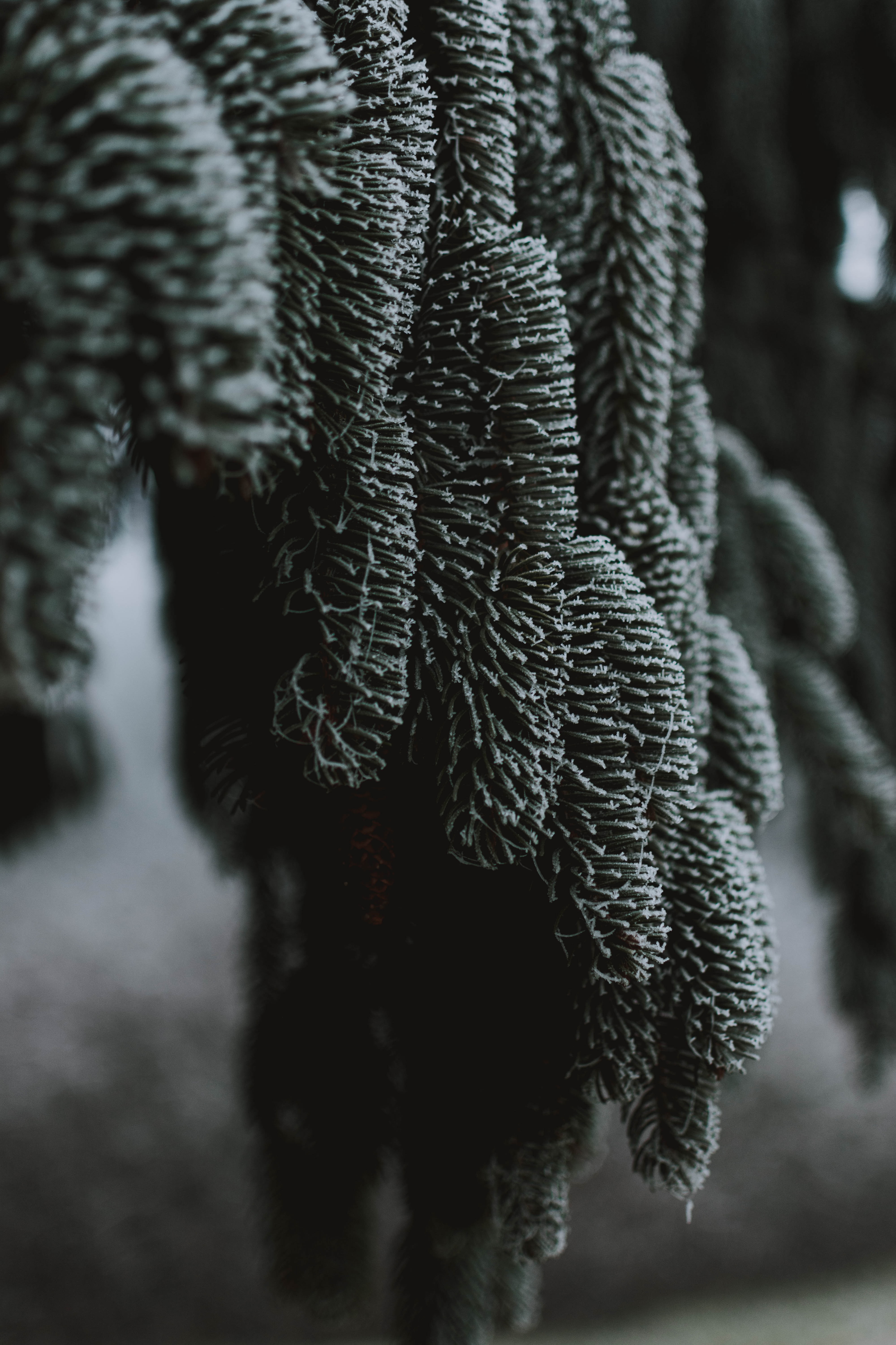 macro, branch, spruce, fir, frost, hoarfrost cell phone wallpapers