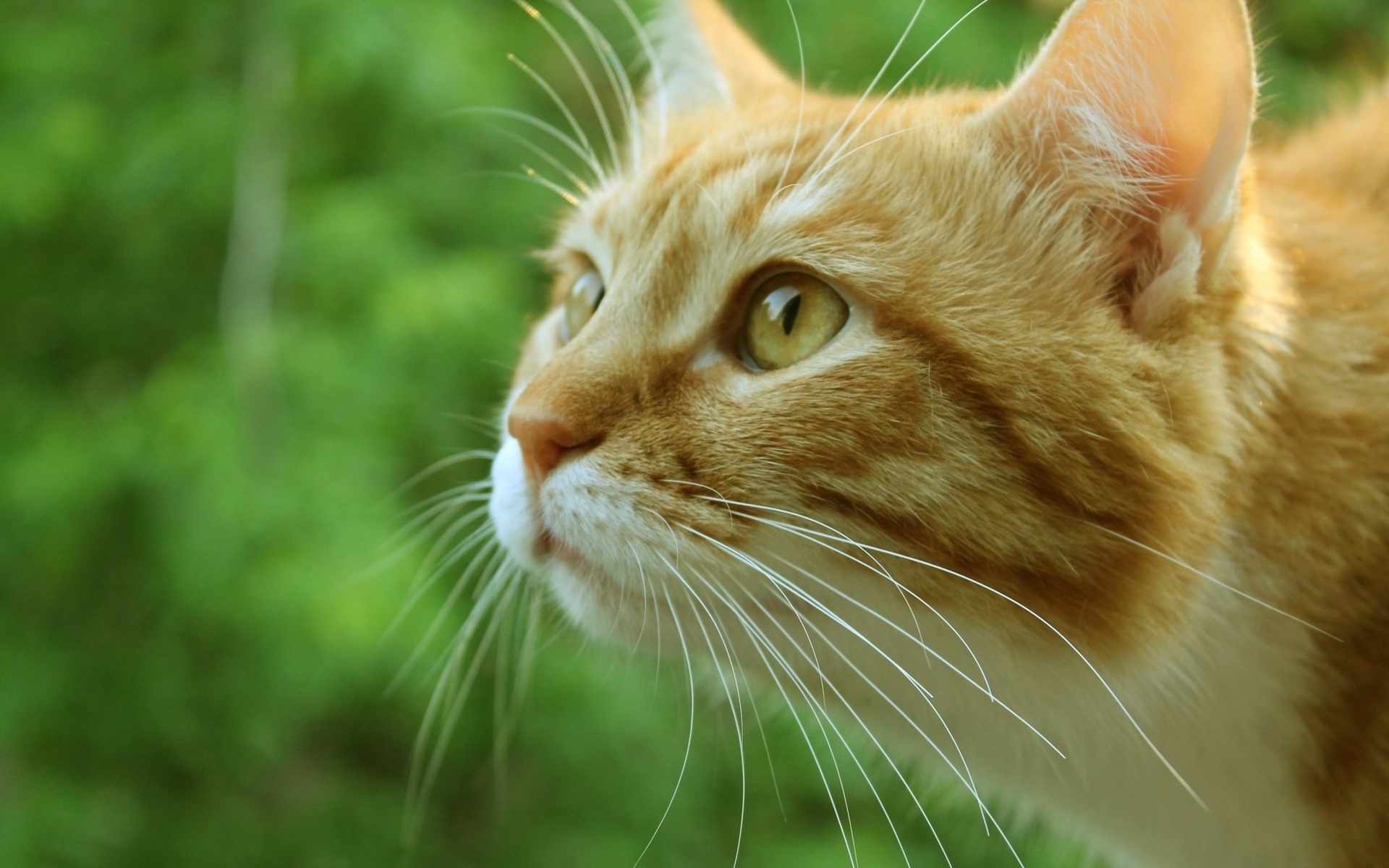 Baixe gratuitamente a imagem Animais, Gatos, Gato, Fofo na área de trabalho do seu PC