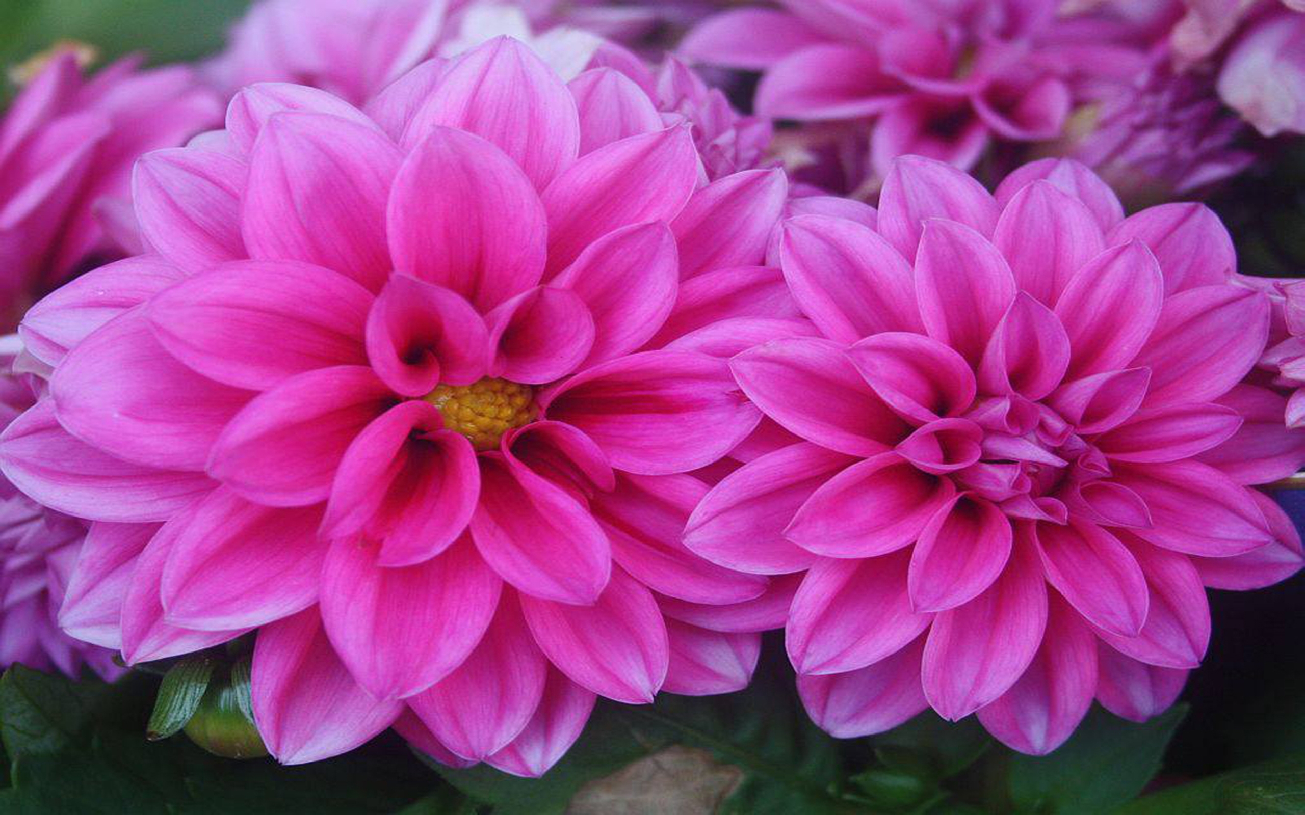 Laden Sie das Blume, Erde, Dahlien, Erde/natur, Pinke Blume-Bild kostenlos auf Ihren PC-Desktop herunter
