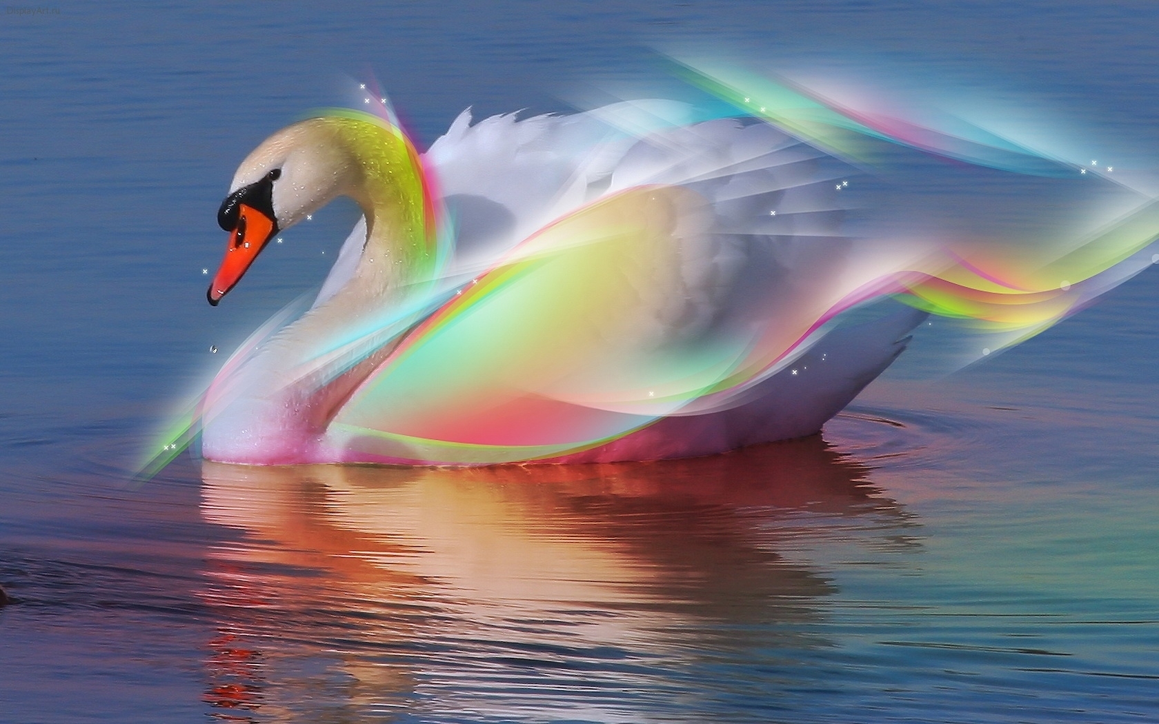 Descarga gratis la imagen Cisnes, Animales, Birds en el escritorio de tu PC