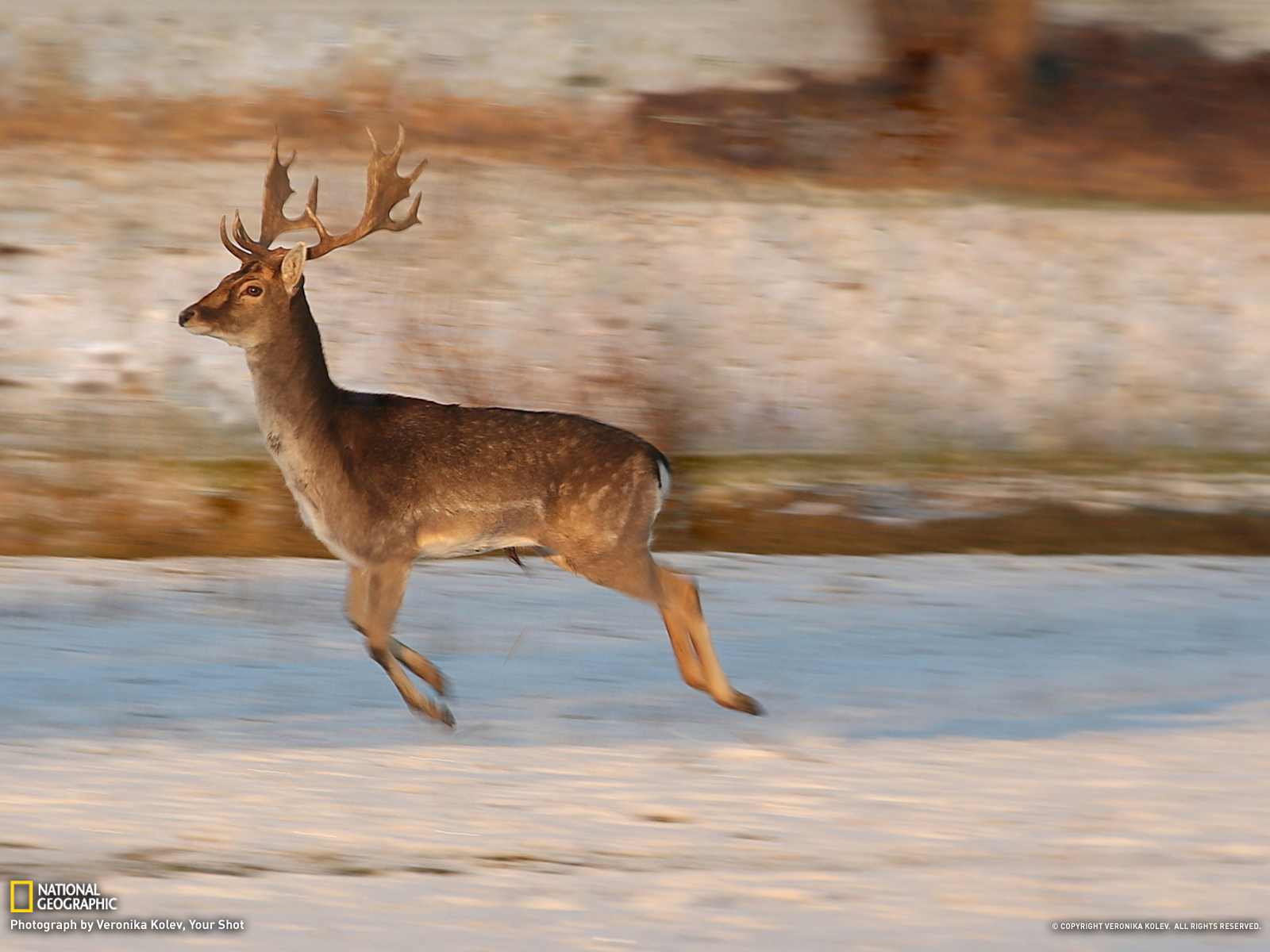 Download mobile wallpaper Animal, Deer for free.