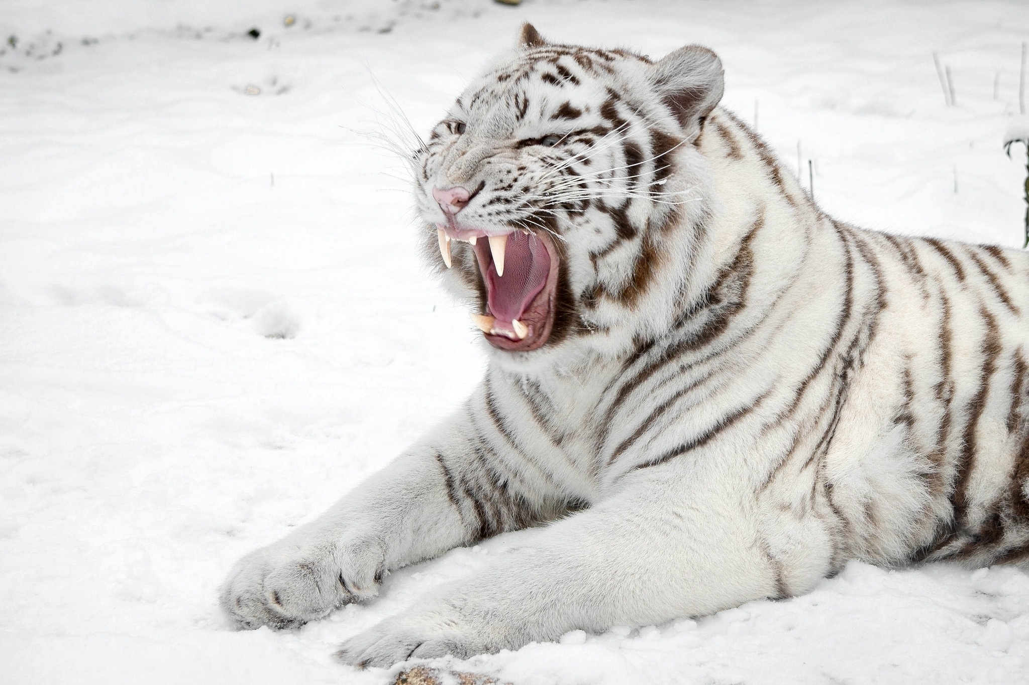 133709 скачать обои белый тигр, хищник, животные, снег, тигр, пасть, кошка - заставки и картинки бесплатно