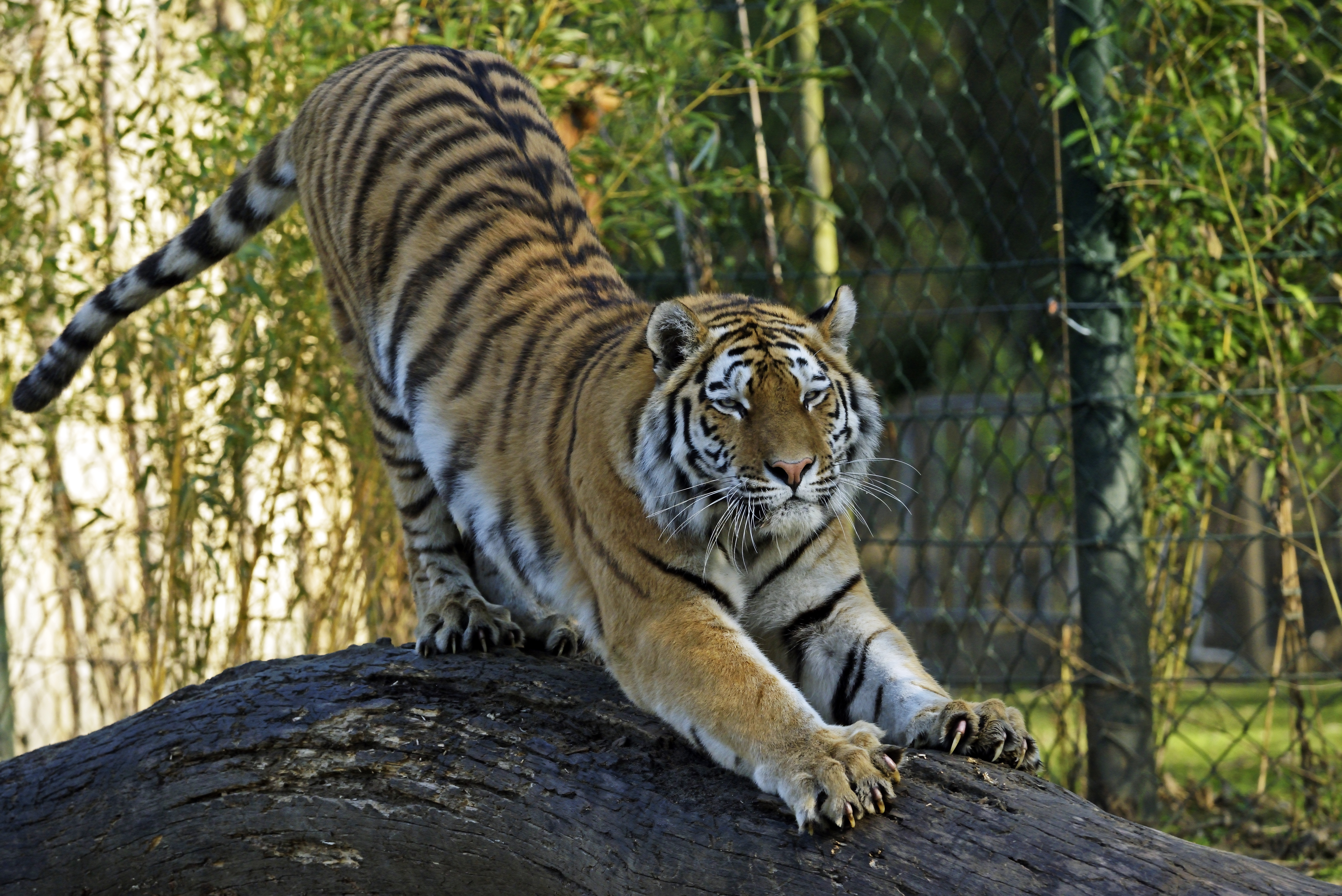 1525268 скачать обои амурский тигр, тигр, животные, зоопарк, кошки - заставки и картинки бесплатно
