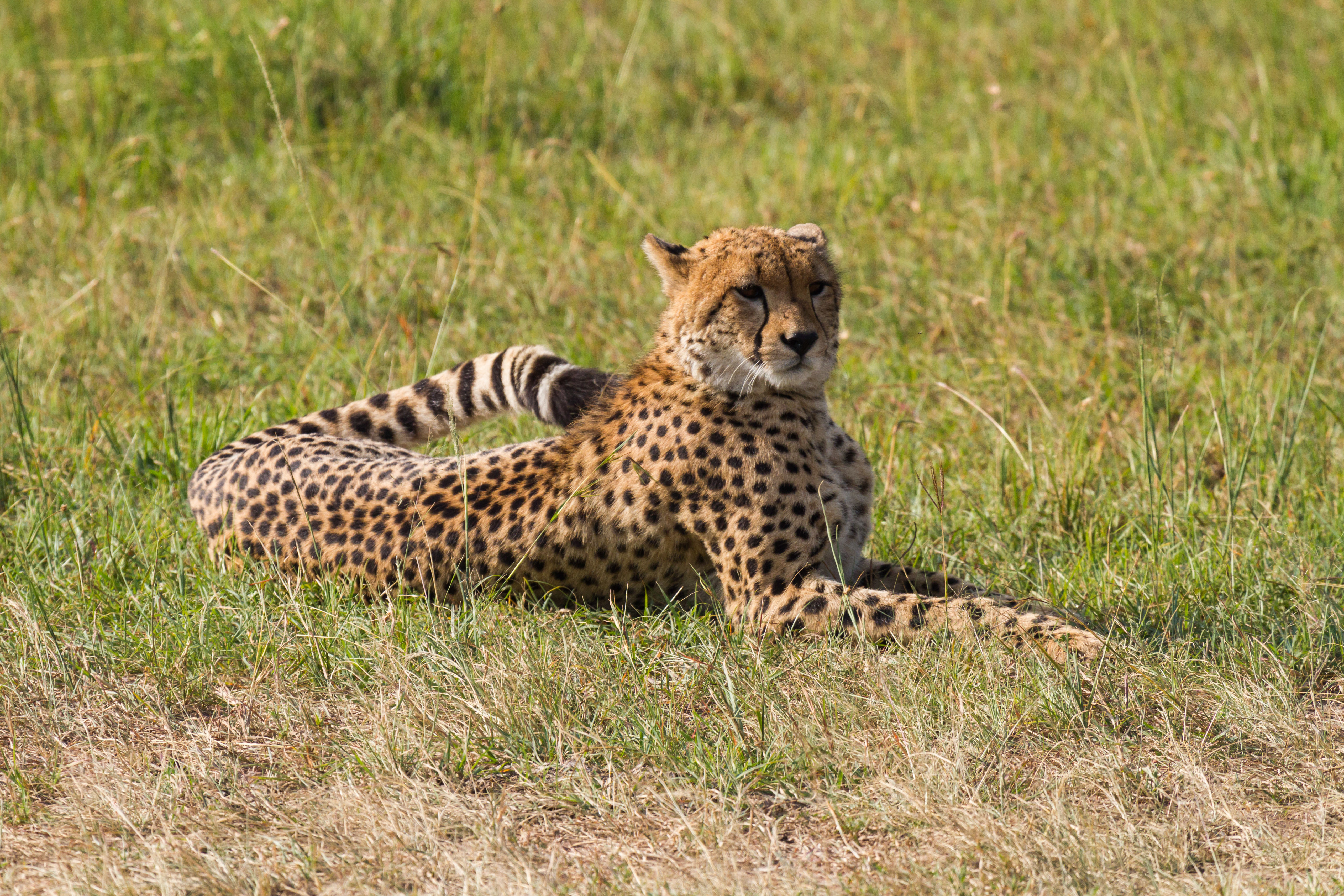 Download mobile wallpaper Animals, Predator, Grass, Leopard, Big Cat for free.