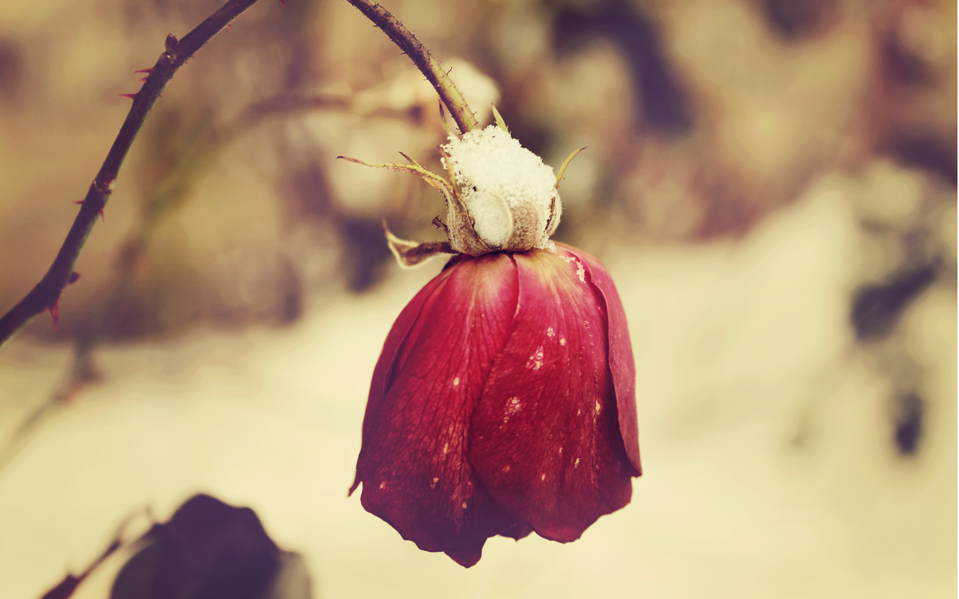 Descarga gratis la imagen Flores, Rosa, Flor, Tierra/naturaleza en el escritorio de tu PC