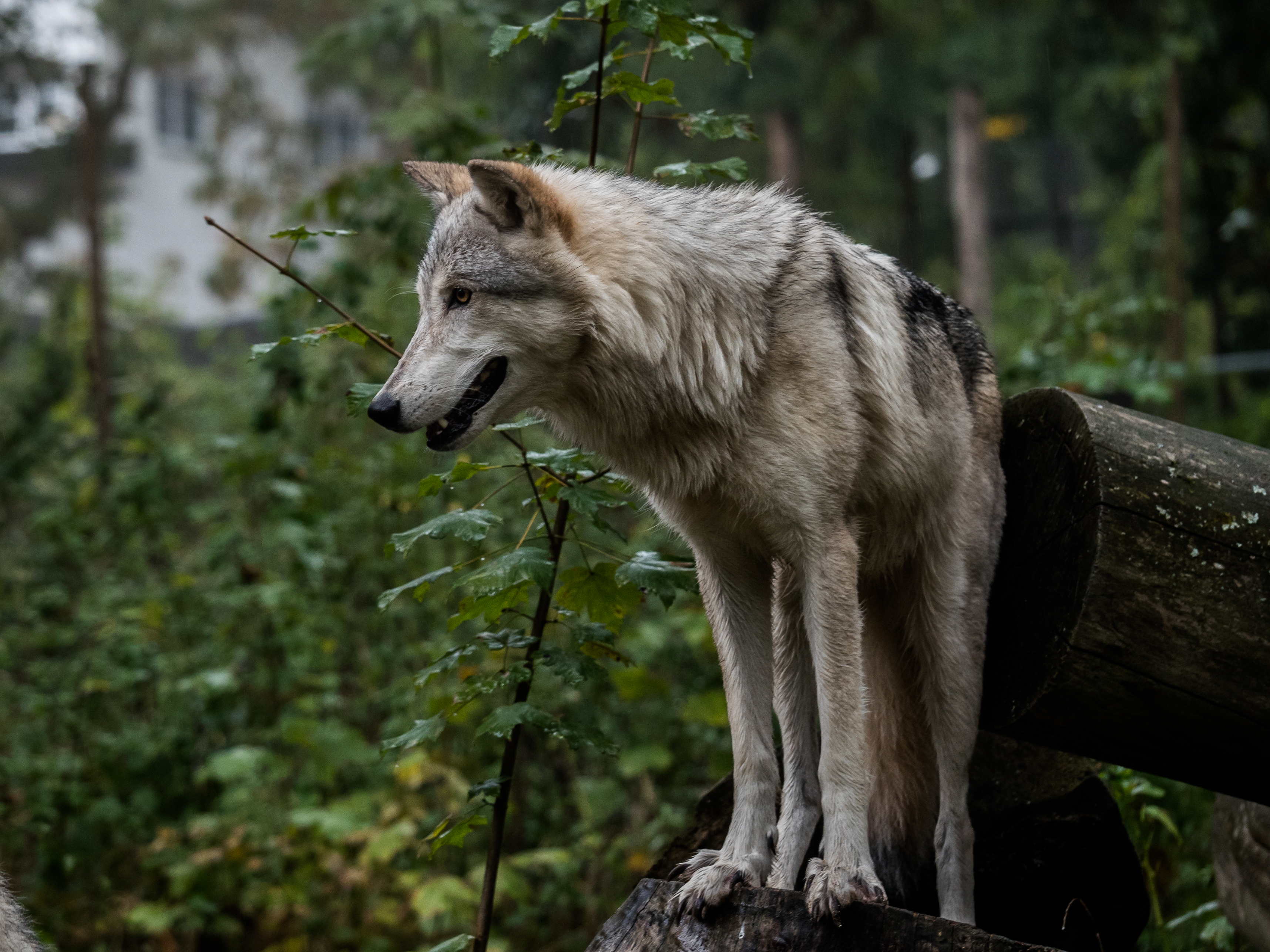 wolf, animals, predator, grey, ears UHD