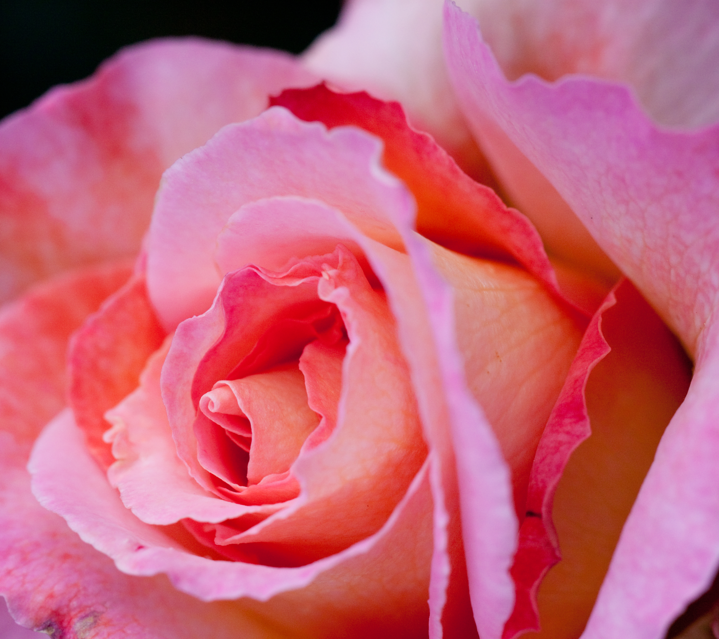 Free download wallpaper Flowers, Rose, Earth on your PC desktop