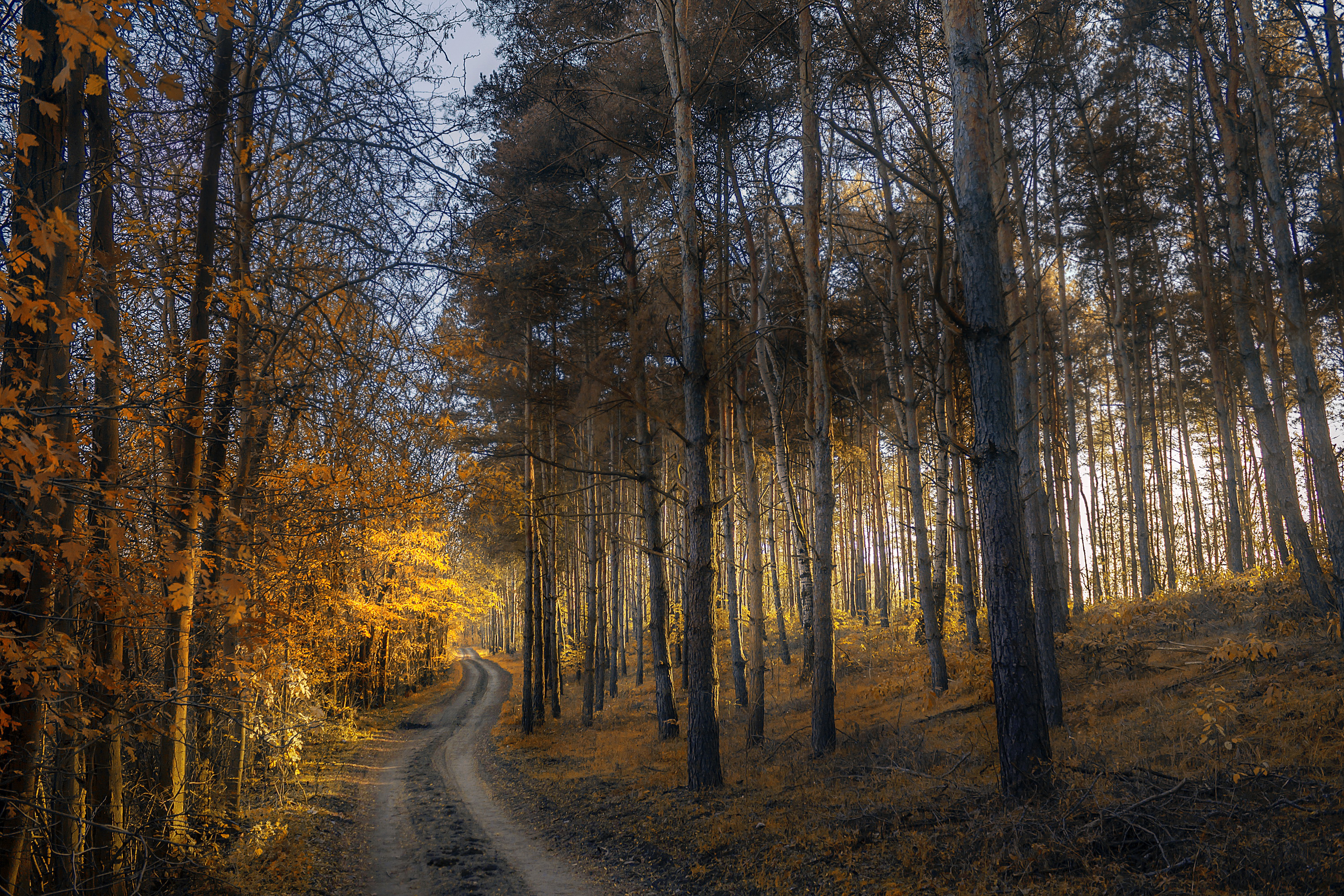 autumn, nature, path, grass, forest, trees