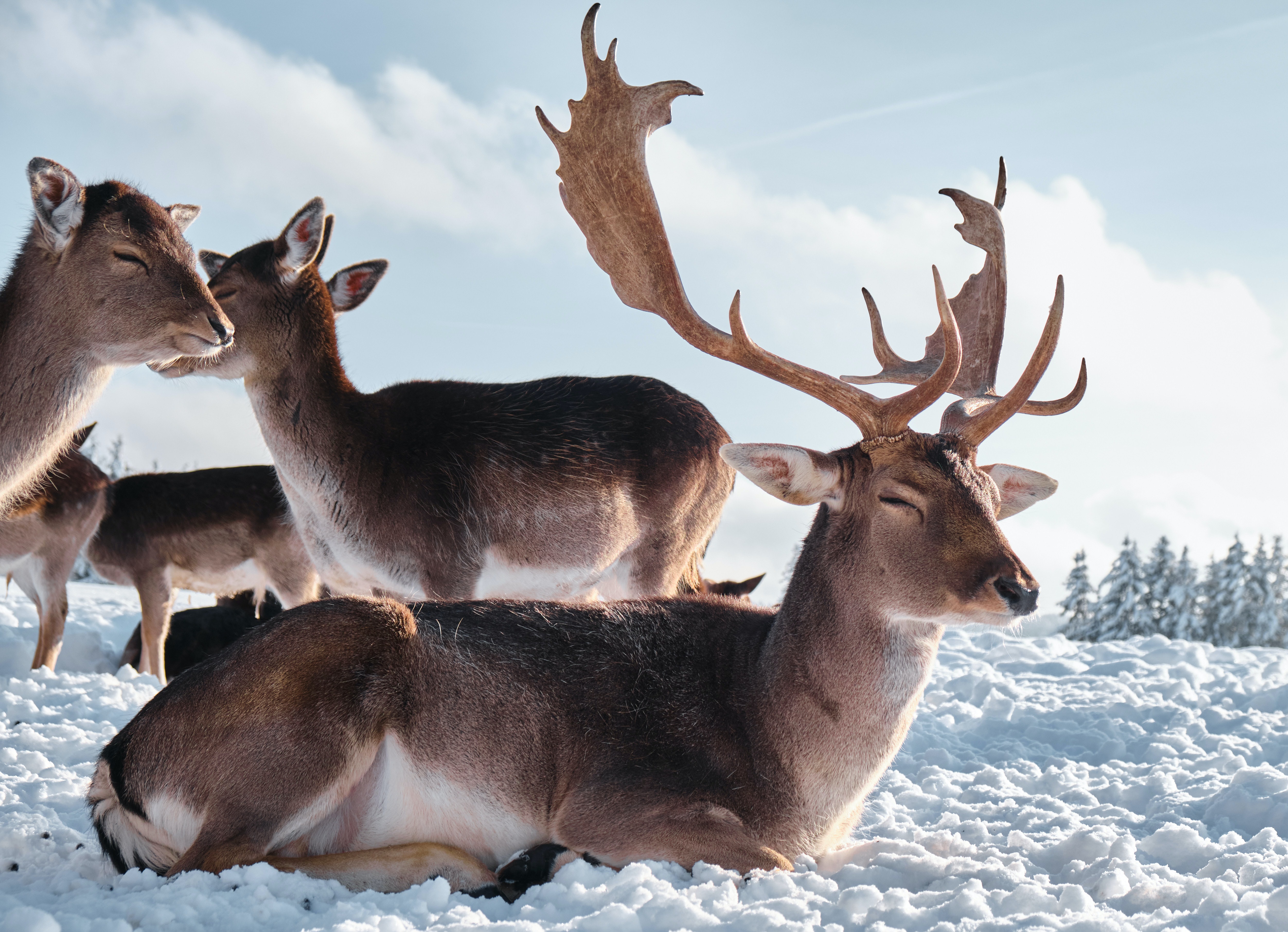 Handy-Wallpaper Tiere, Winter, Schnee, Hirsch kostenlos herunterladen.