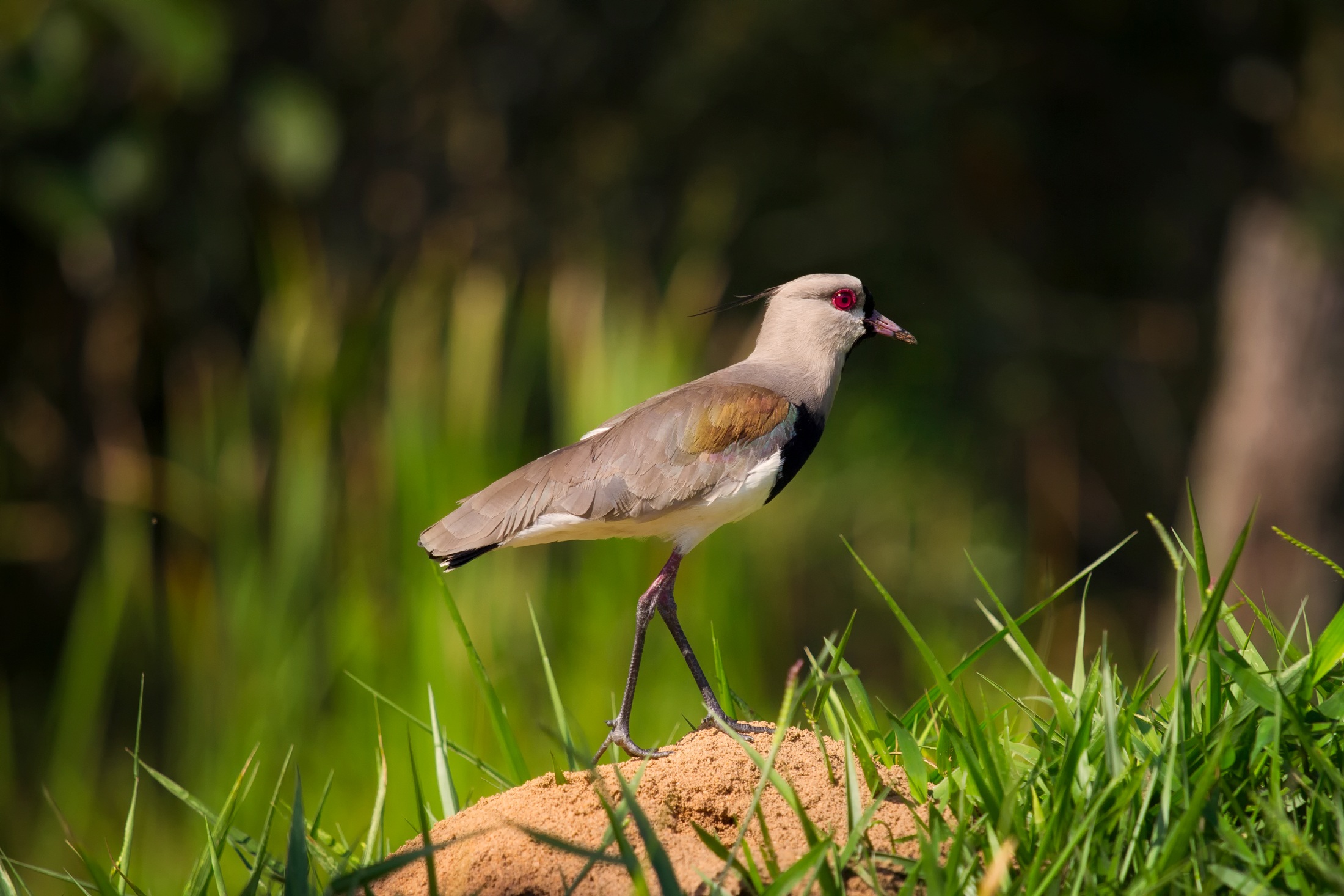 Download mobile wallpaper Birds, Grass, Bird, Blur, Animal for free.