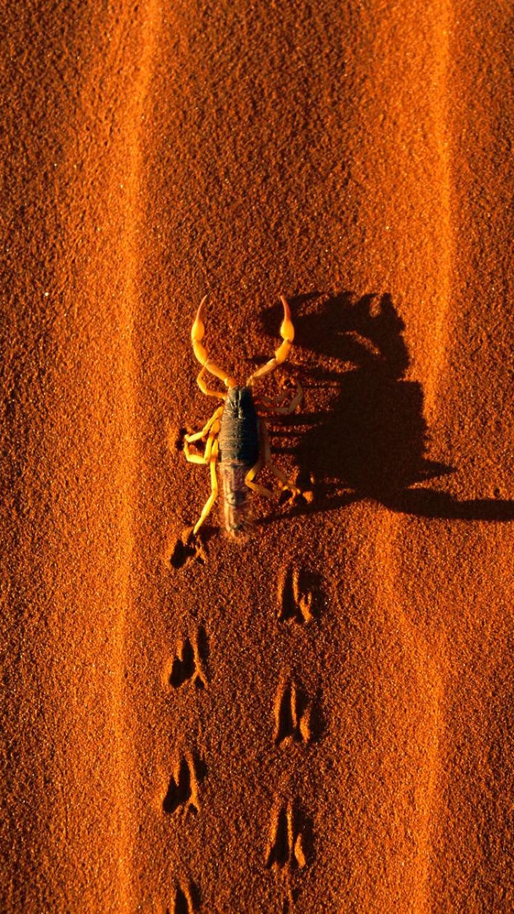 Handy-Wallpaper Tiere, Skorpion kostenlos herunterladen.