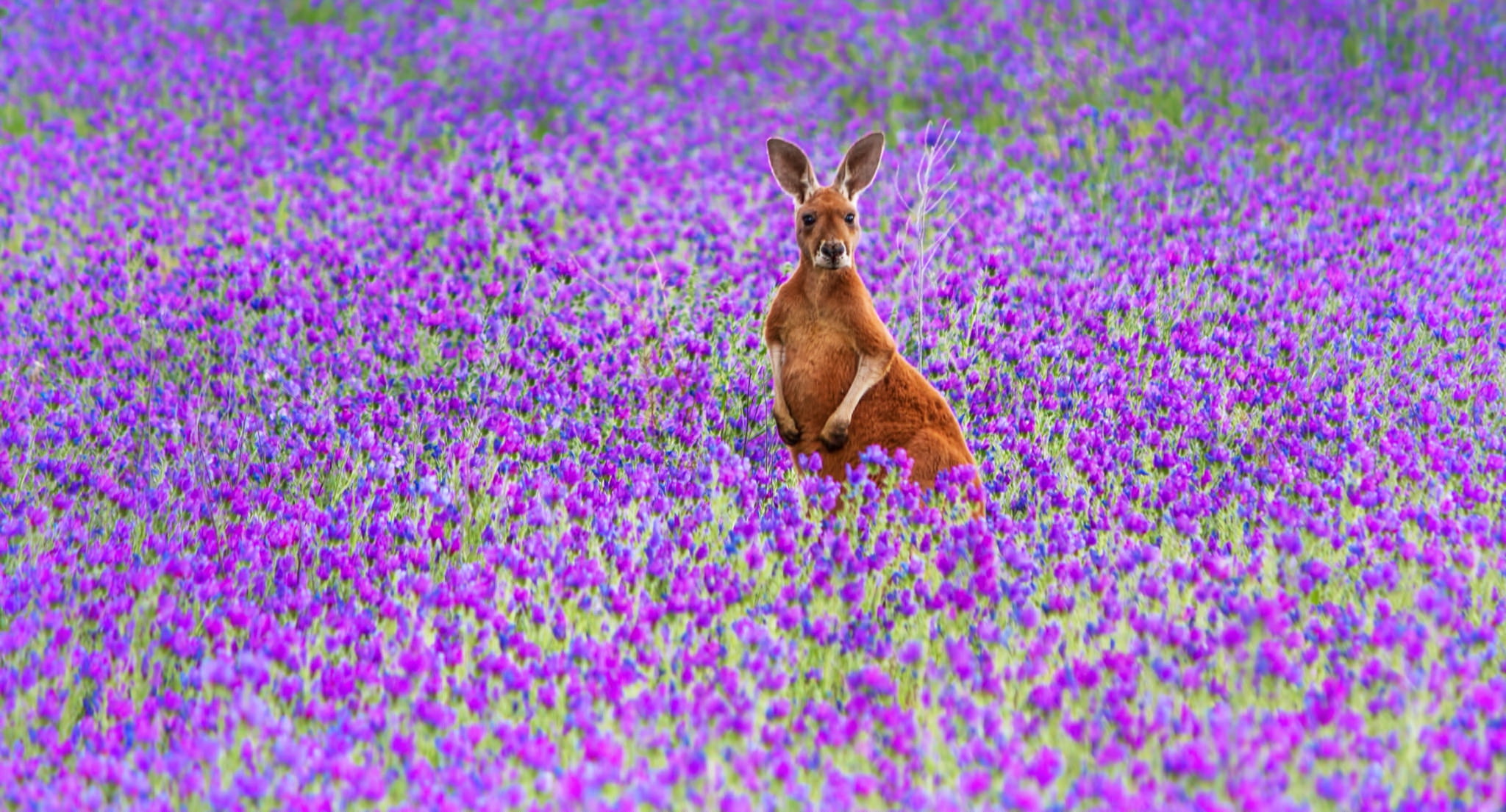 Download mobile wallpaper Nature, Kangaroo, Flower, Field, Animal, Purple Flower for free.