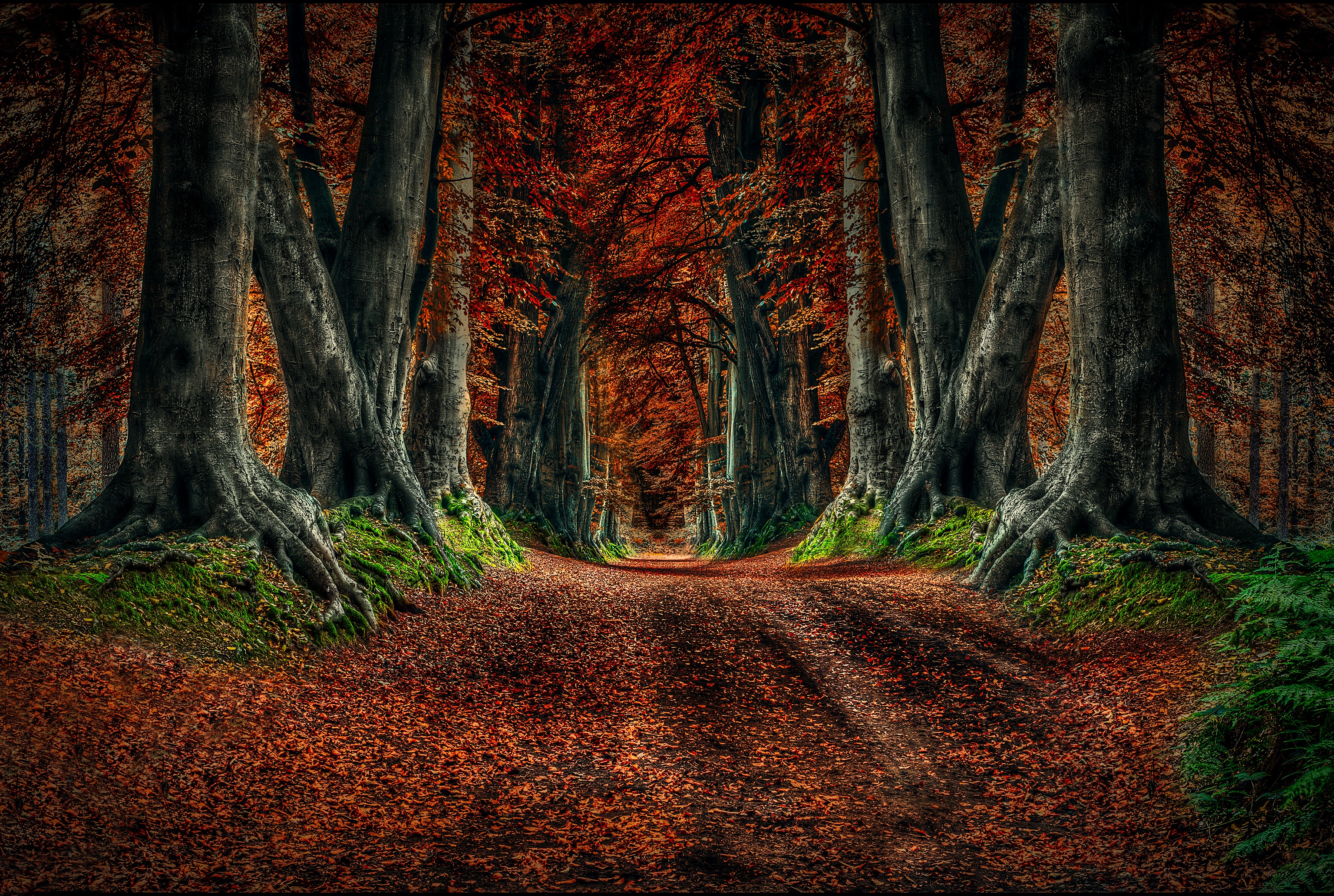 nature, earth, forest, dirt road, fall, tree