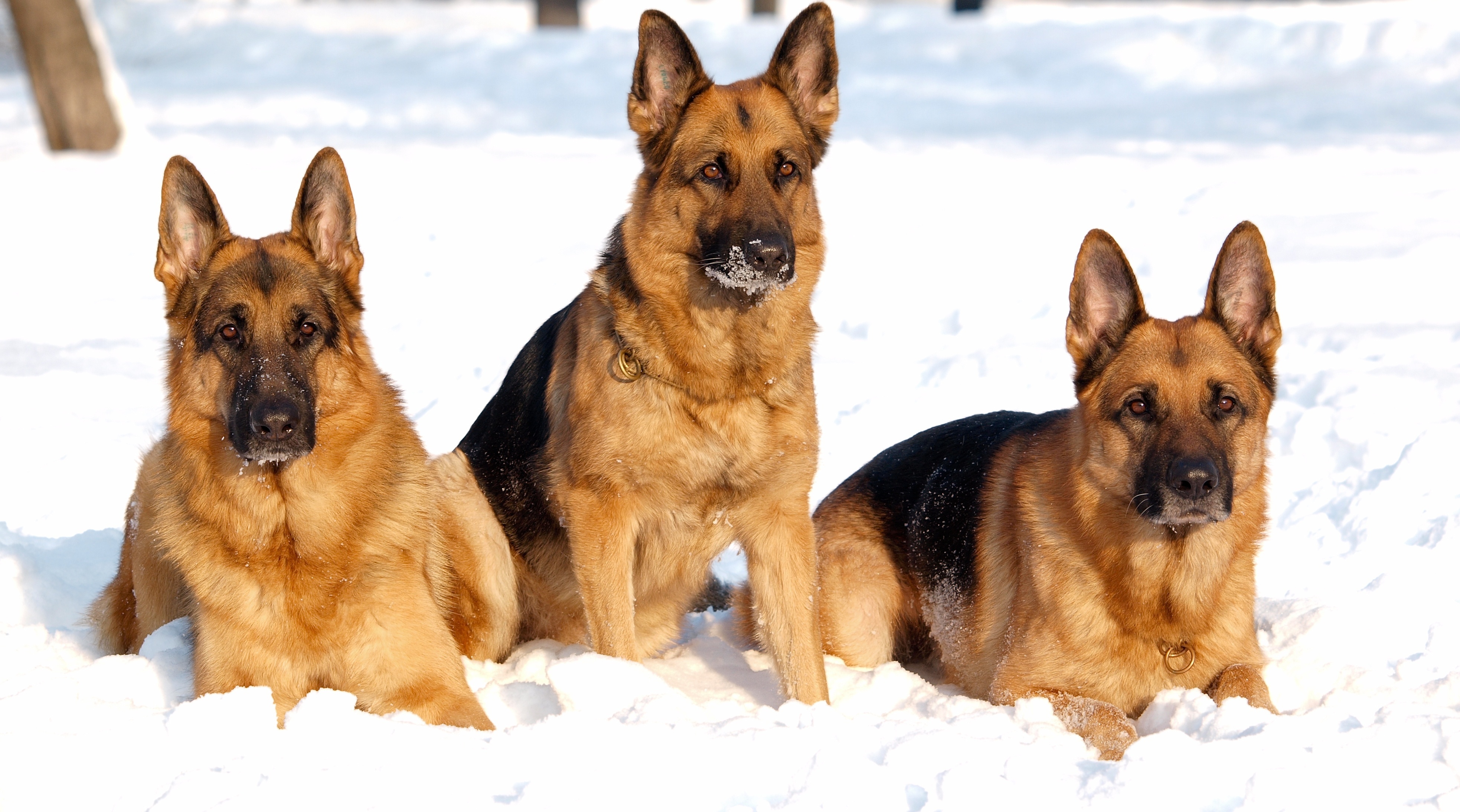 Download mobile wallpaper Winter, Snow, Dog, Animal, German Shepherd for free.