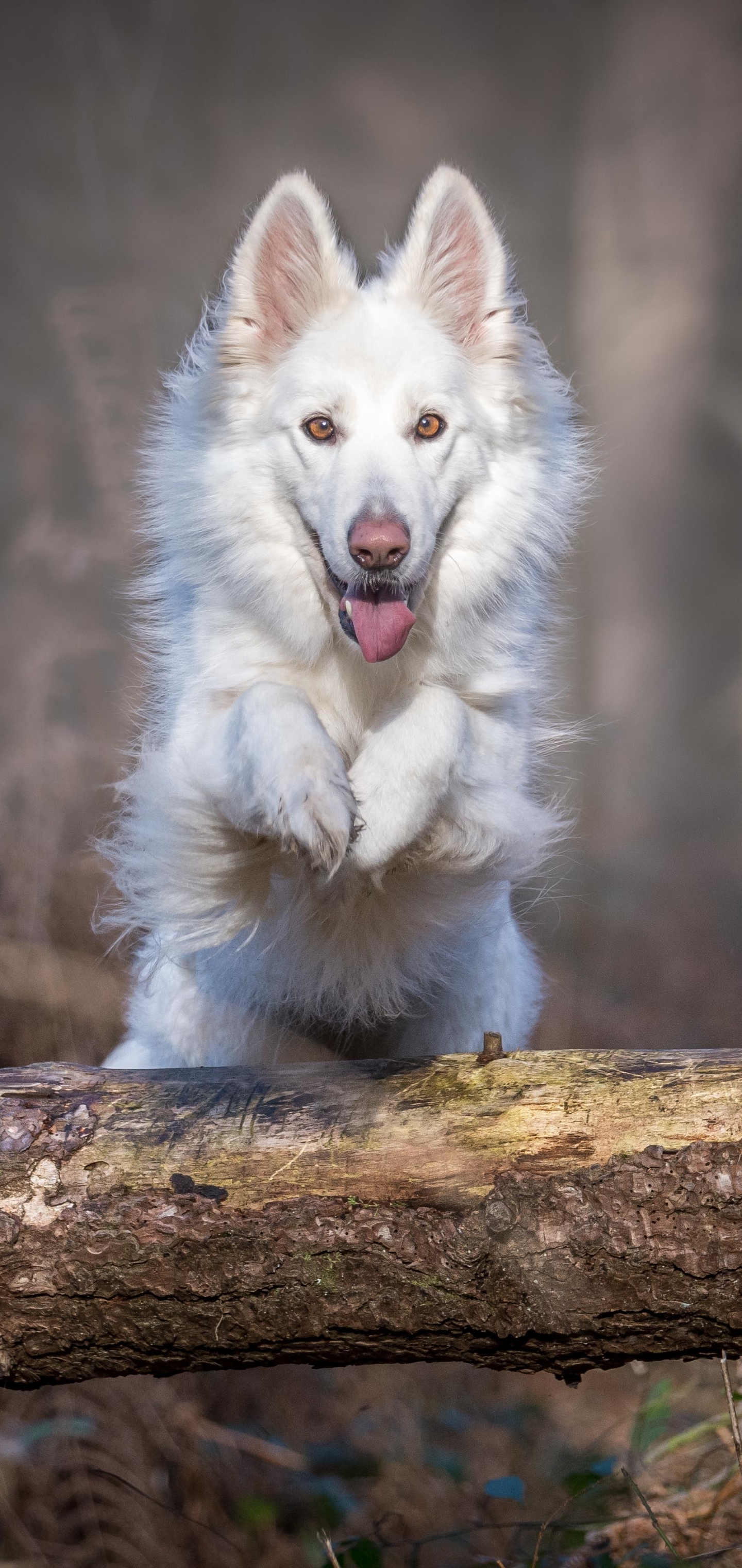 Download mobile wallpaper Dog, Animal, Swiss Shepherd, Depth Of Field for free.