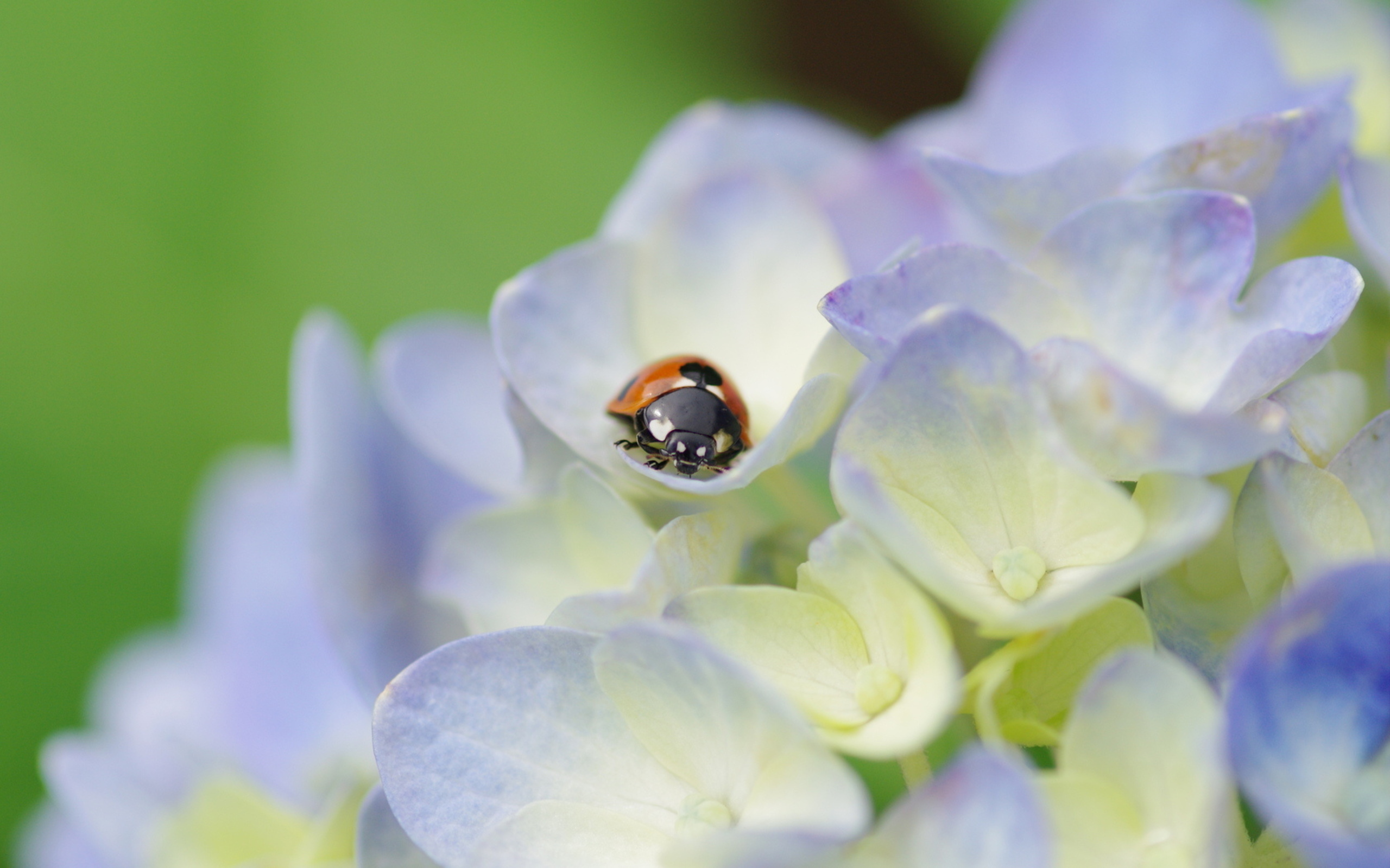 Free download wallpaper Flower, Animal, Ladybug, Hydrangea on your PC desktop