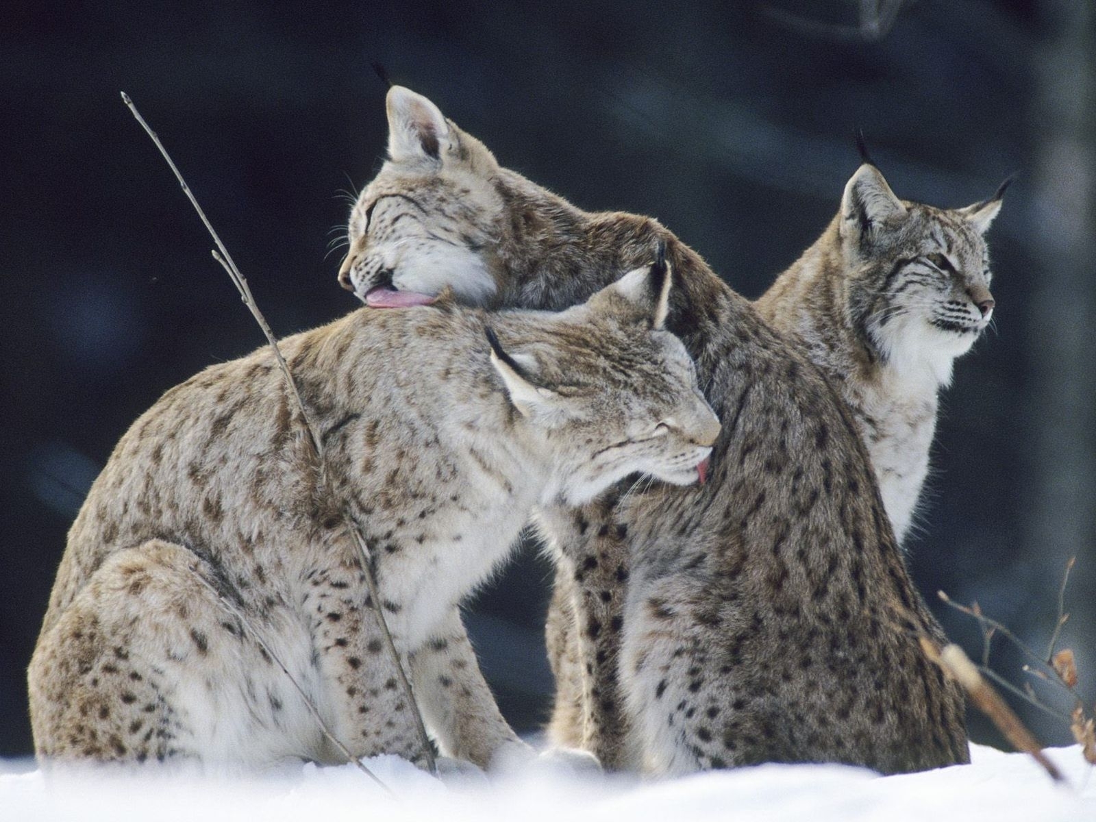 Laden Sie das Tiere, Luchs-Bild kostenlos auf Ihren PC-Desktop herunter