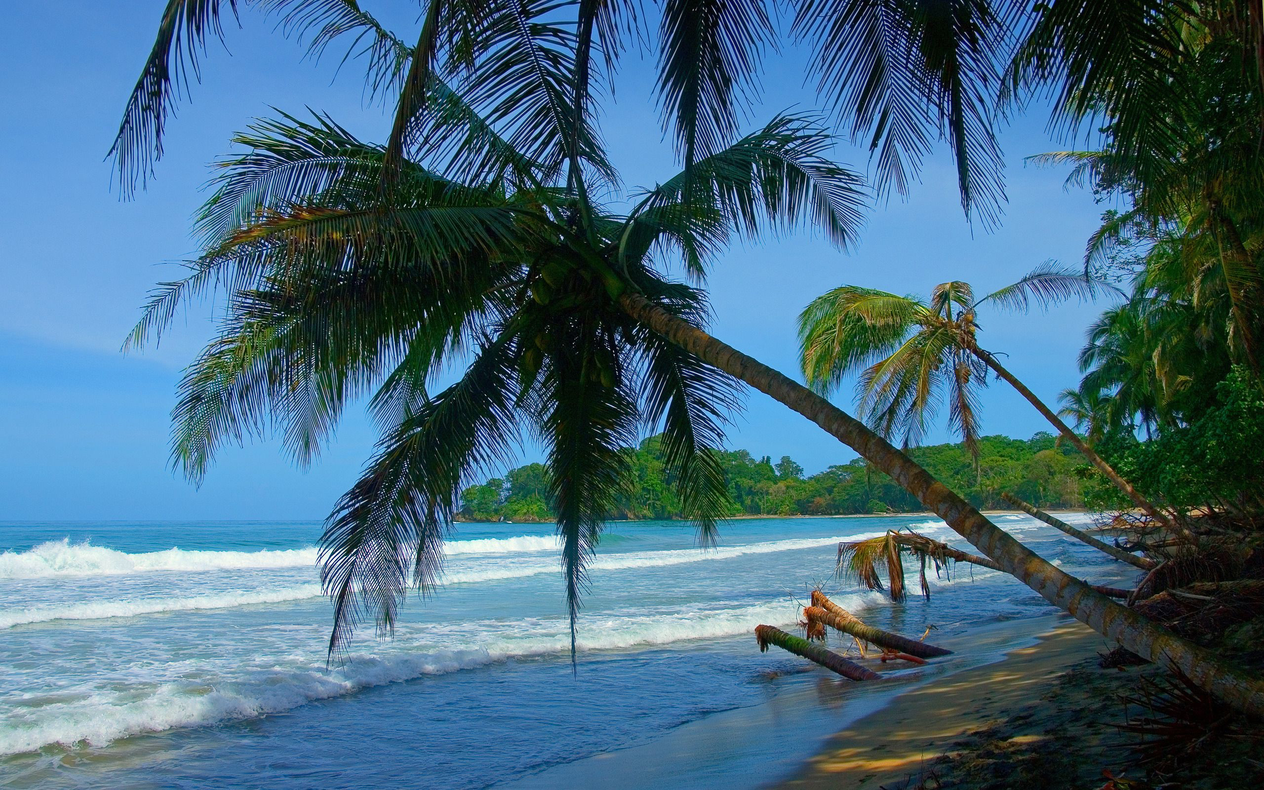 Скачать обои бесплатно Пляж, Океан, Пальма, Тропический, Земля/природа картинка на рабочий стол ПК