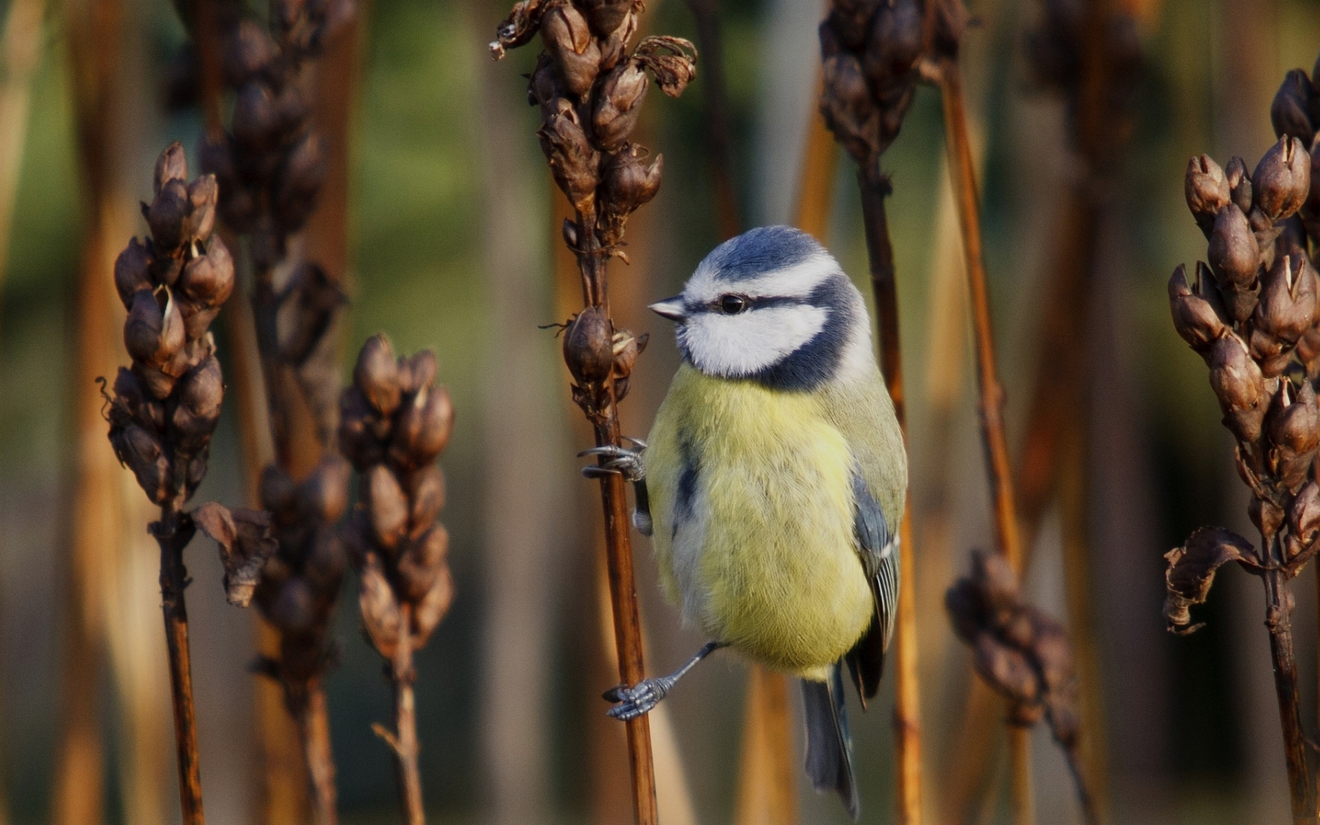 Laden Sie das Tiere, Vögel, Vogel, Meise, Eurasische Blaumeise-Bild kostenlos auf Ihren PC-Desktop herunter