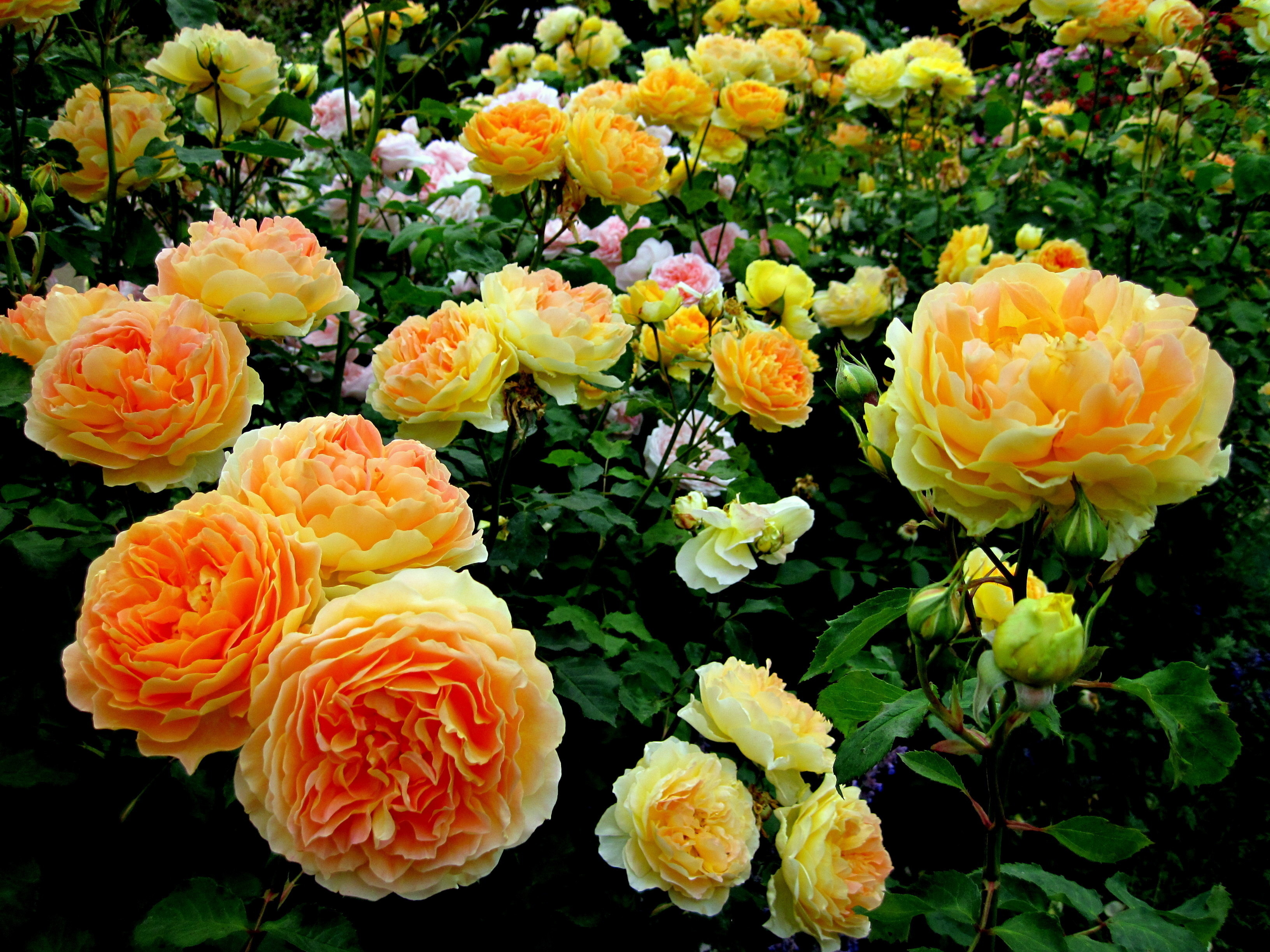 289913 baixar papel de parede terra/natureza, arbusto de rosas, fechar se, flor, jardim, rosa, arbusto, flor amarela, flores - protetores de tela e imagens gratuitamente
