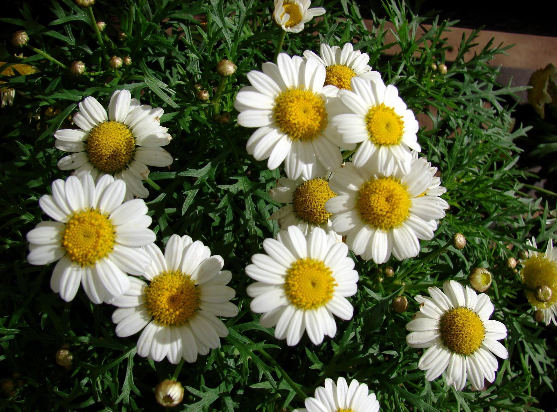 Download PC Wallpaper flower bed, flowers, camomile, white, greens, flowerbed, snow white