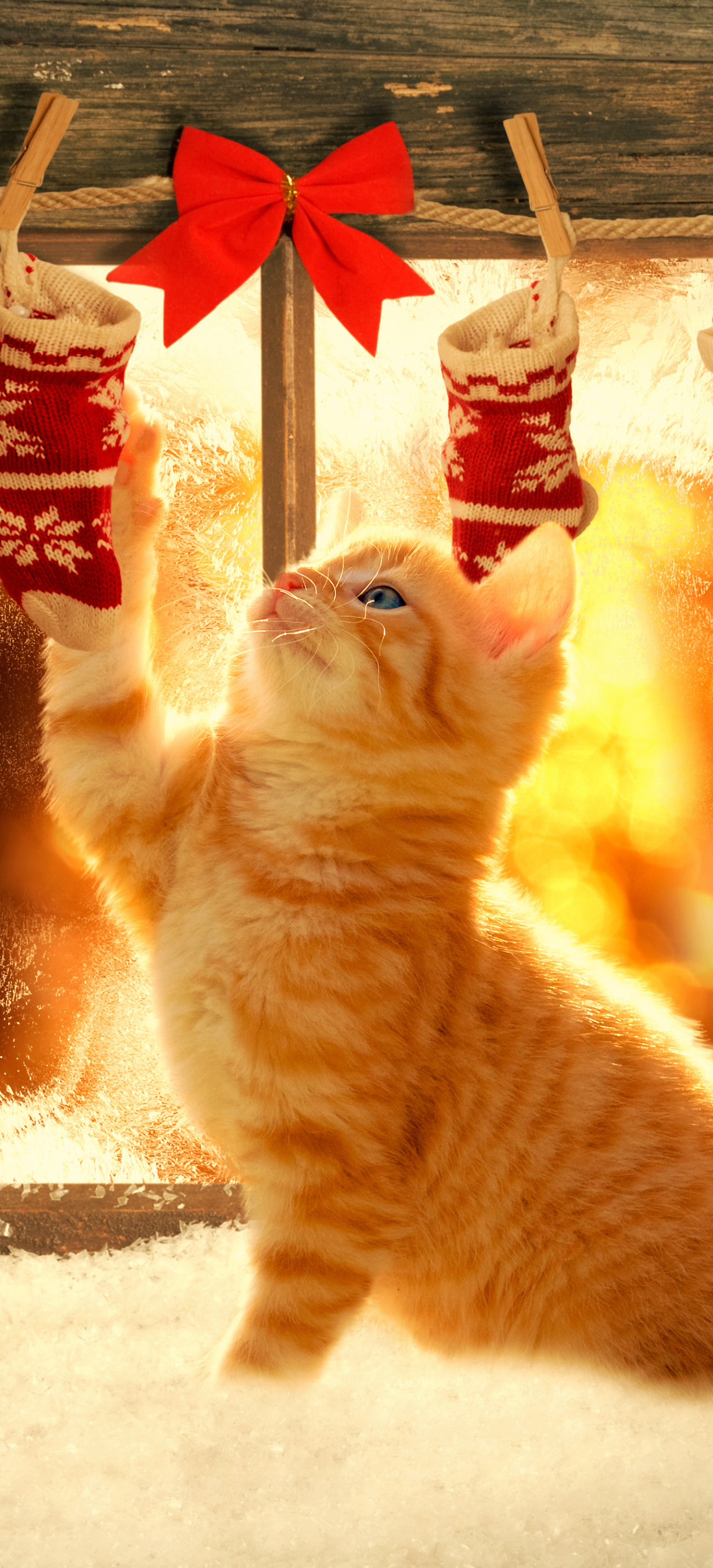 Скачати мобільні шпалери Різдво, Кішка, Свято, Різдвяні Прикраси безкоштовно.