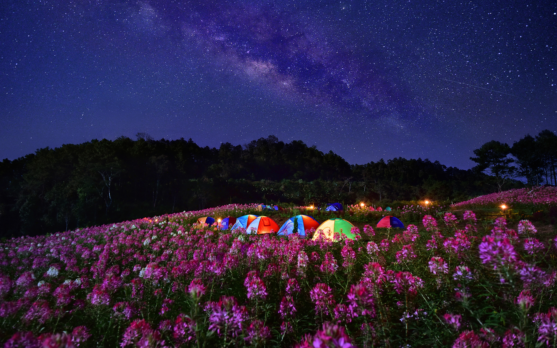 night, camping, photography, flower, milky way, sky, starry sky, stars, tent