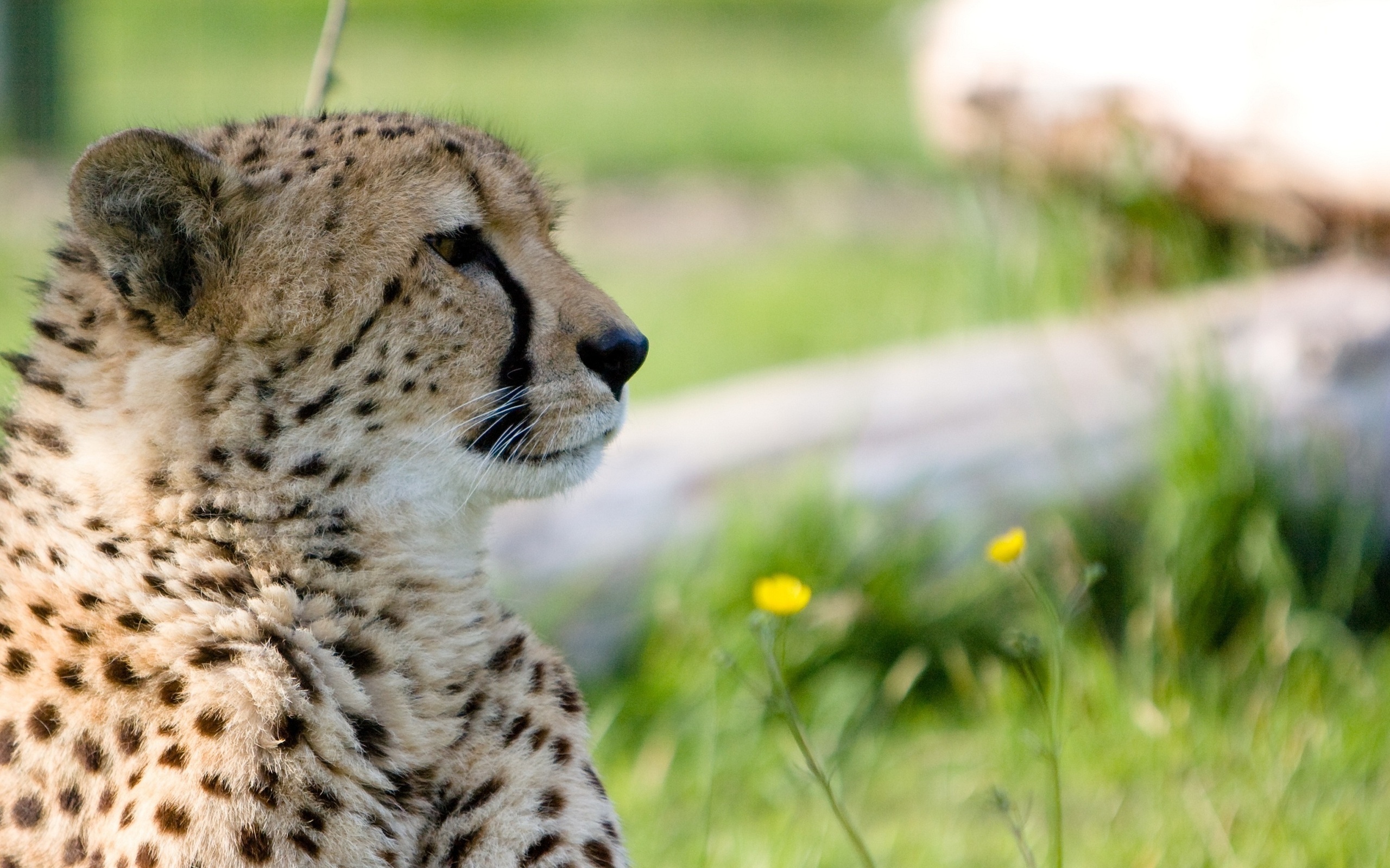 Handy-Wallpaper Gepard, Katzen, Tiere kostenlos herunterladen.