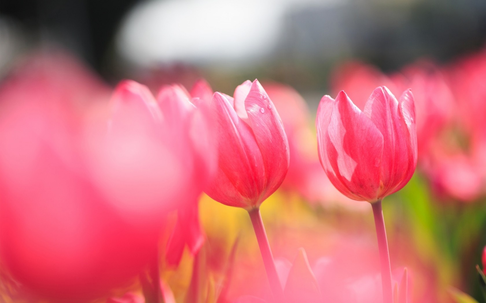 Descarga gratuita de fondo de pantalla para móvil de Tulipán, Flores, Flor, Tierra/naturaleza.