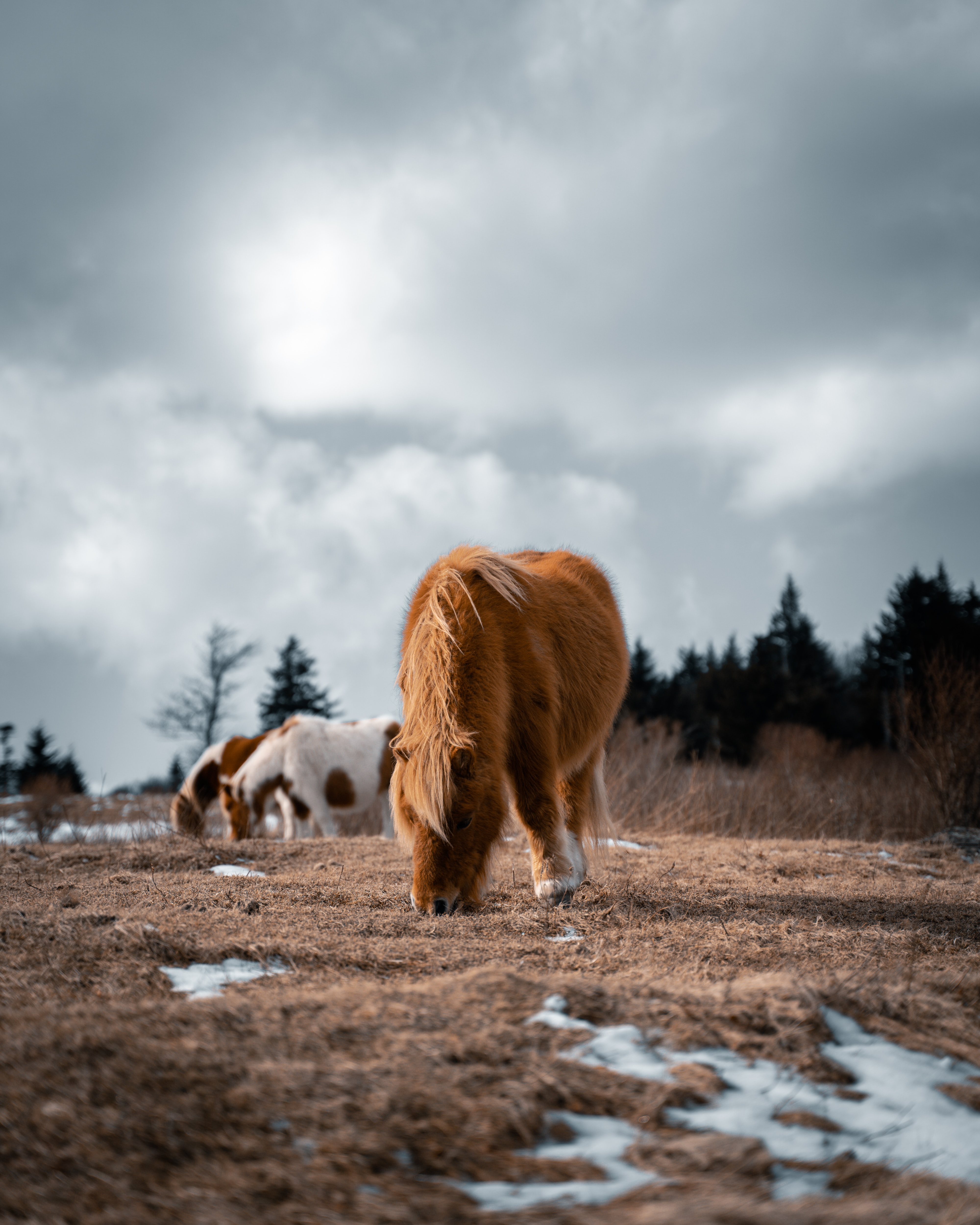 136668画像をダウンロードふかふかした, 動物, 馬, ふわふわ, うま, ポニー, アイスランドの馬-壁紙とスクリーンセーバーを無料で