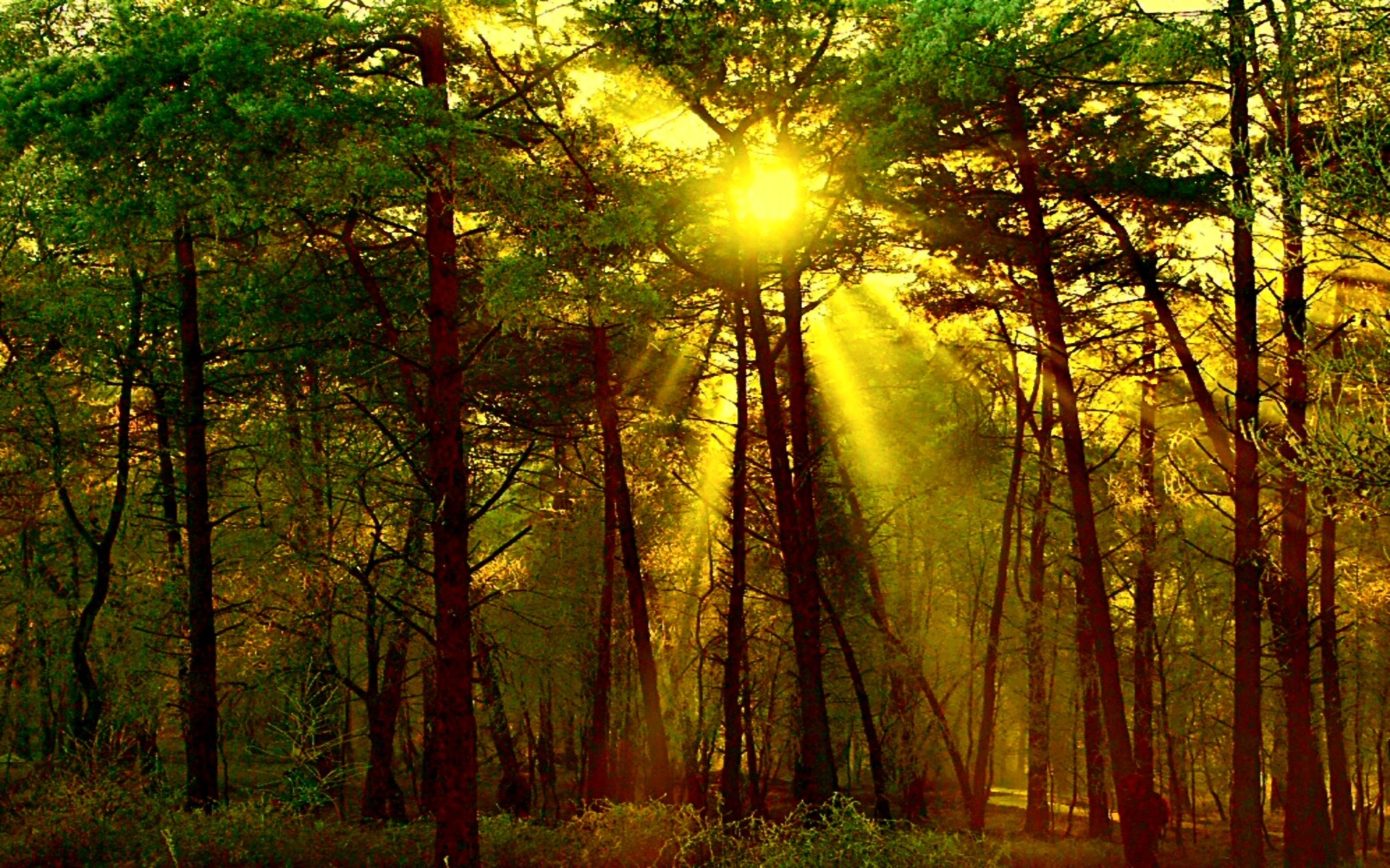 Скачать обои бесплатно Солнце, Лес, Дерево, Солнечный Свет, Солнечный Луч, Земля/природа картинка на рабочий стол ПК