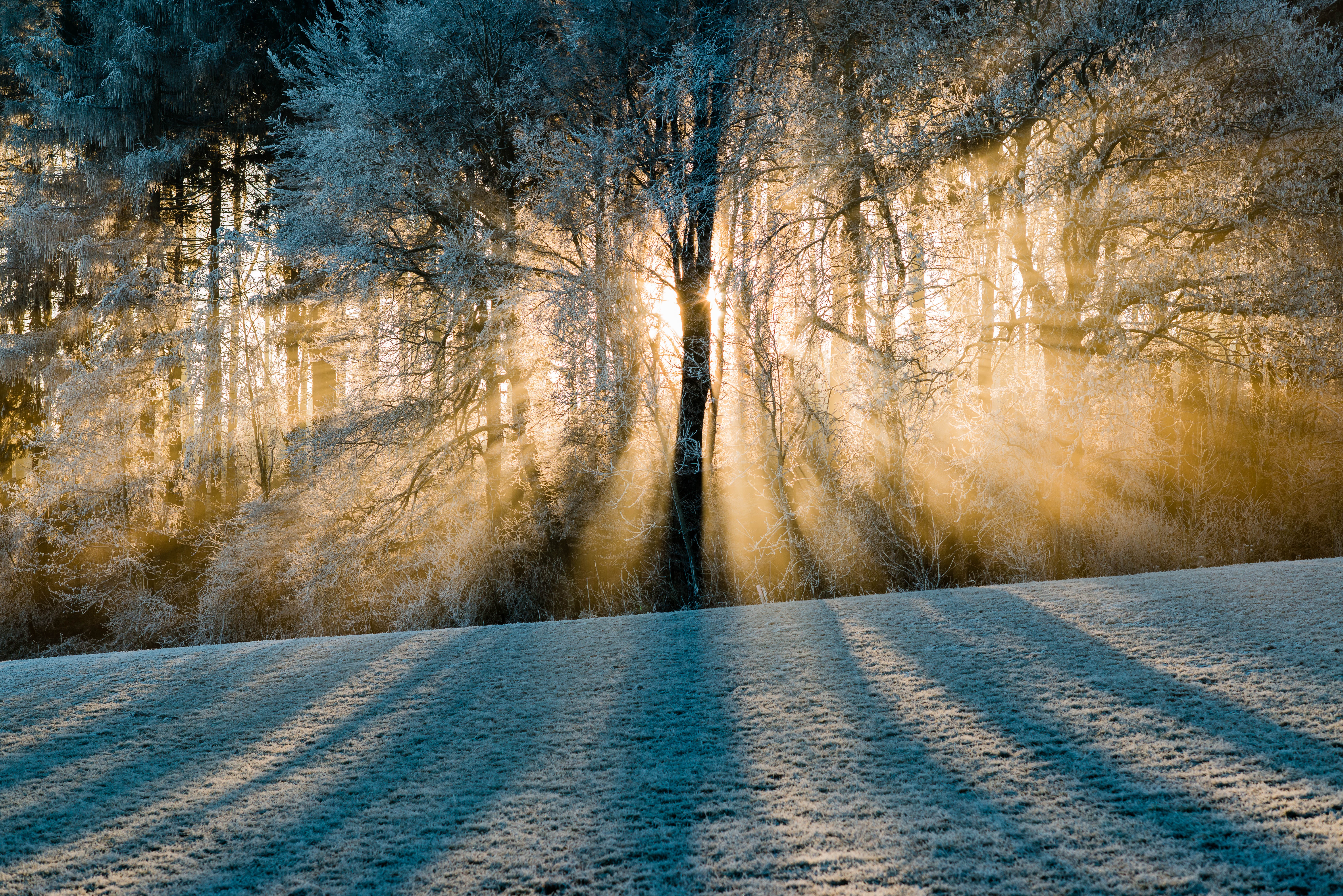 Free download wallpaper Nature, Tree, Earth, Sunbeam on your PC desktop