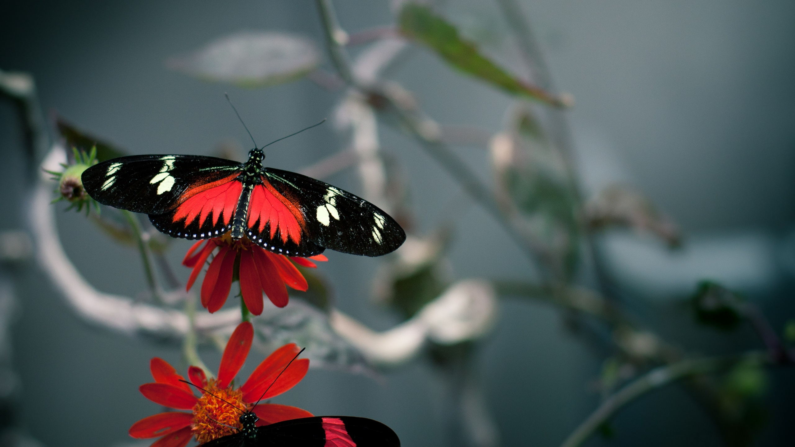 Free download wallpaper Butterfly, Animal on your PC desktop