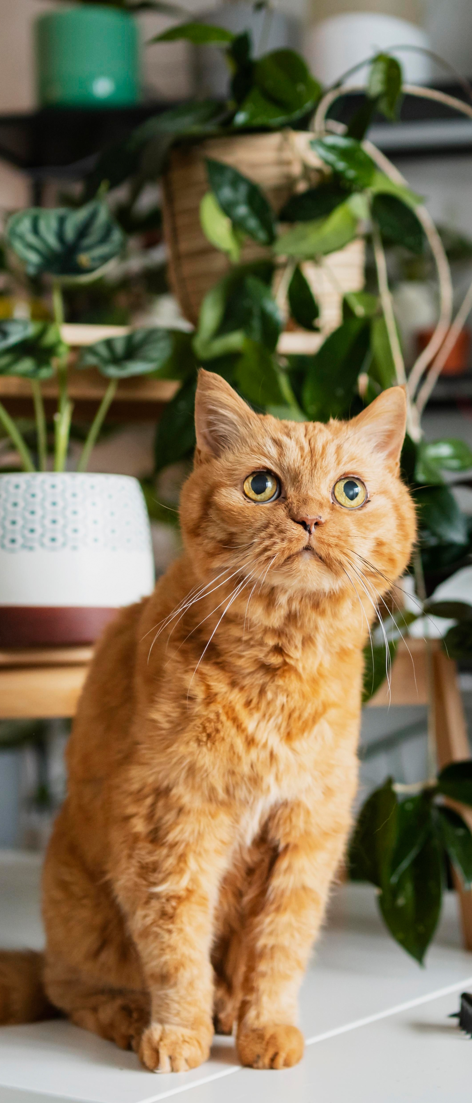 Téléchargez des papiers peints mobile Animaux, Chats, Chat gratuitement.