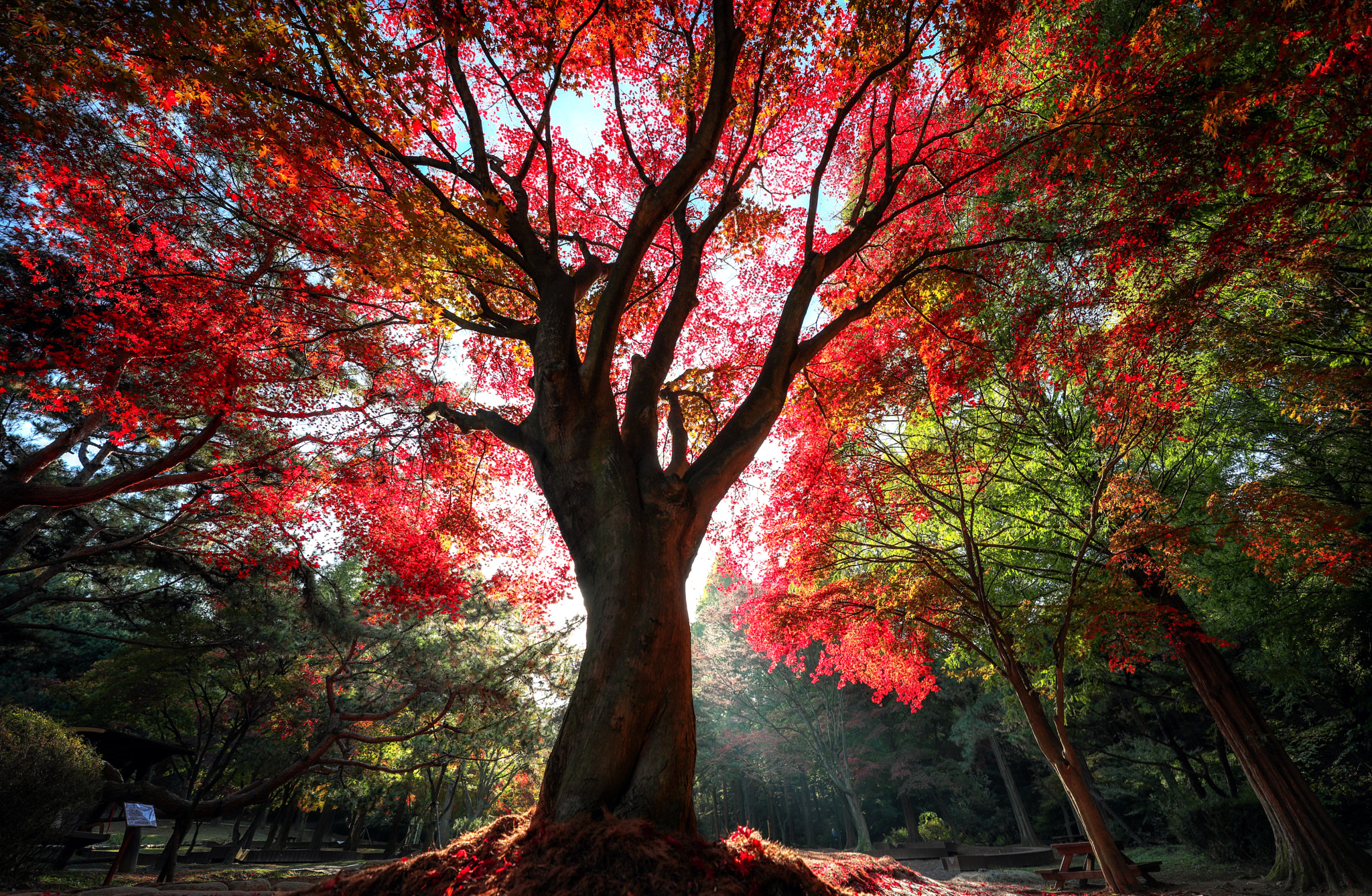 Download mobile wallpaper Forest, Tree, Fall, Photography for free.