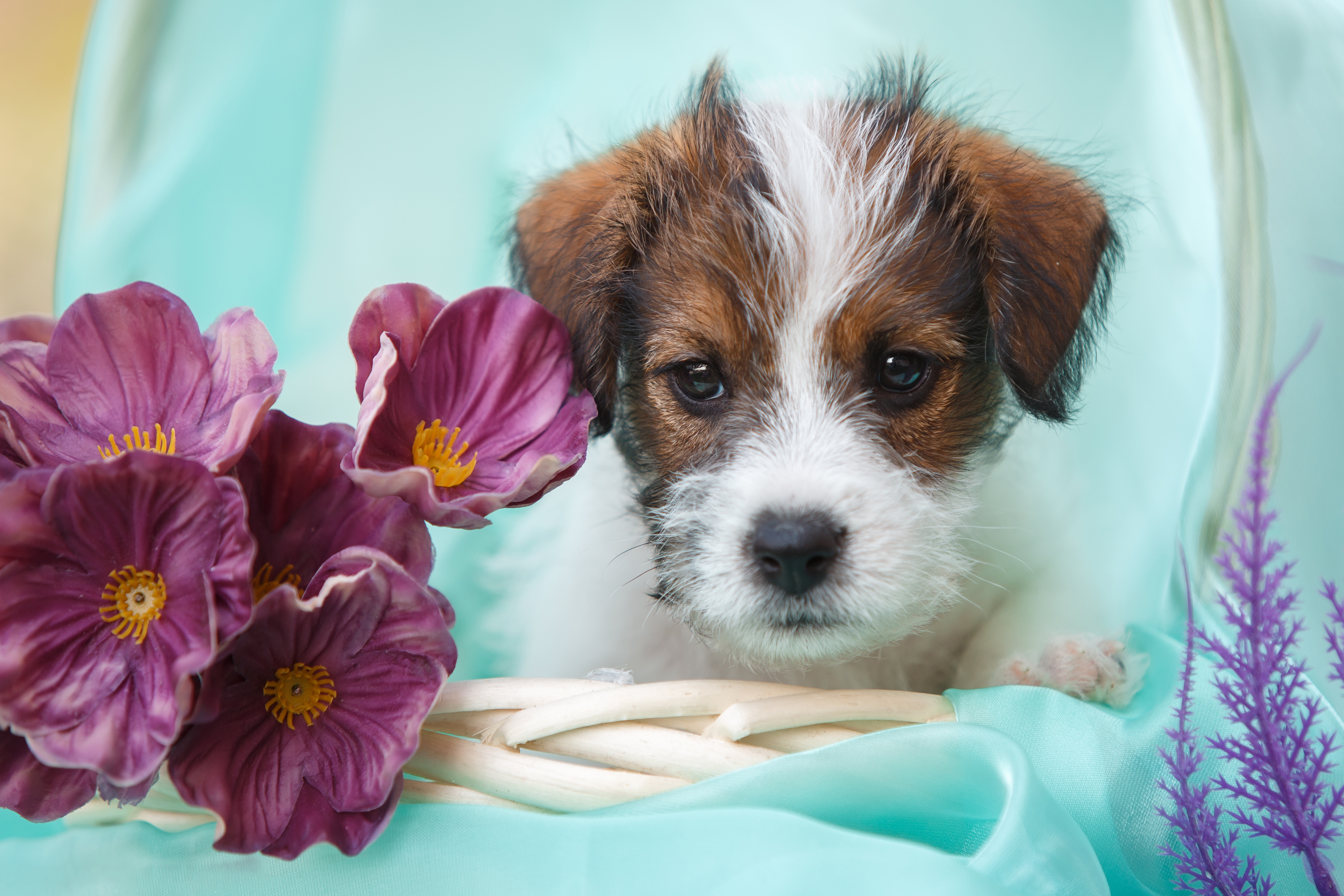 animal, jack russell terrier, dog, puppy, dogs