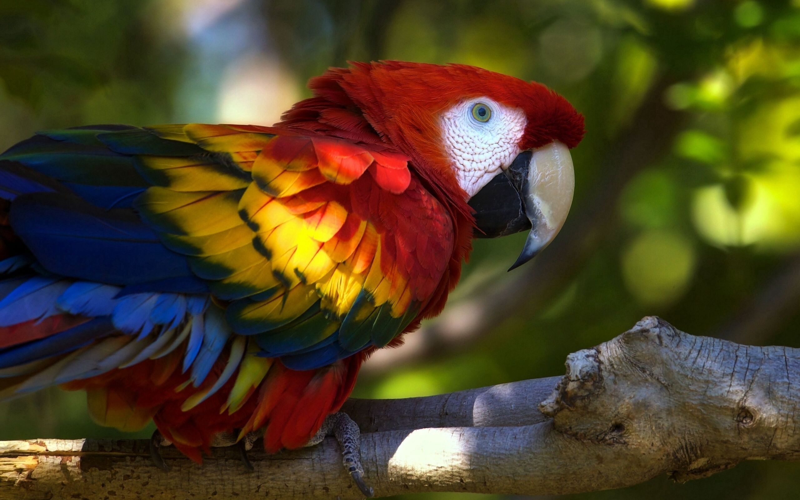 Download mobile wallpaper Branch, Animals, Bird, Macaw, Parrots for free.