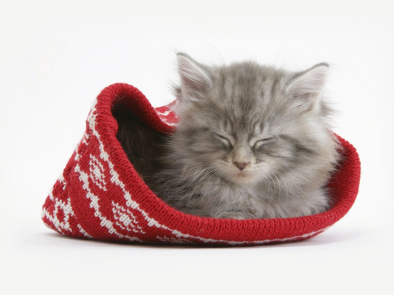 Download mobile wallpaper Kitty, Animals, Fluffy, Cap, Sleep, Dream, Kitten for free.