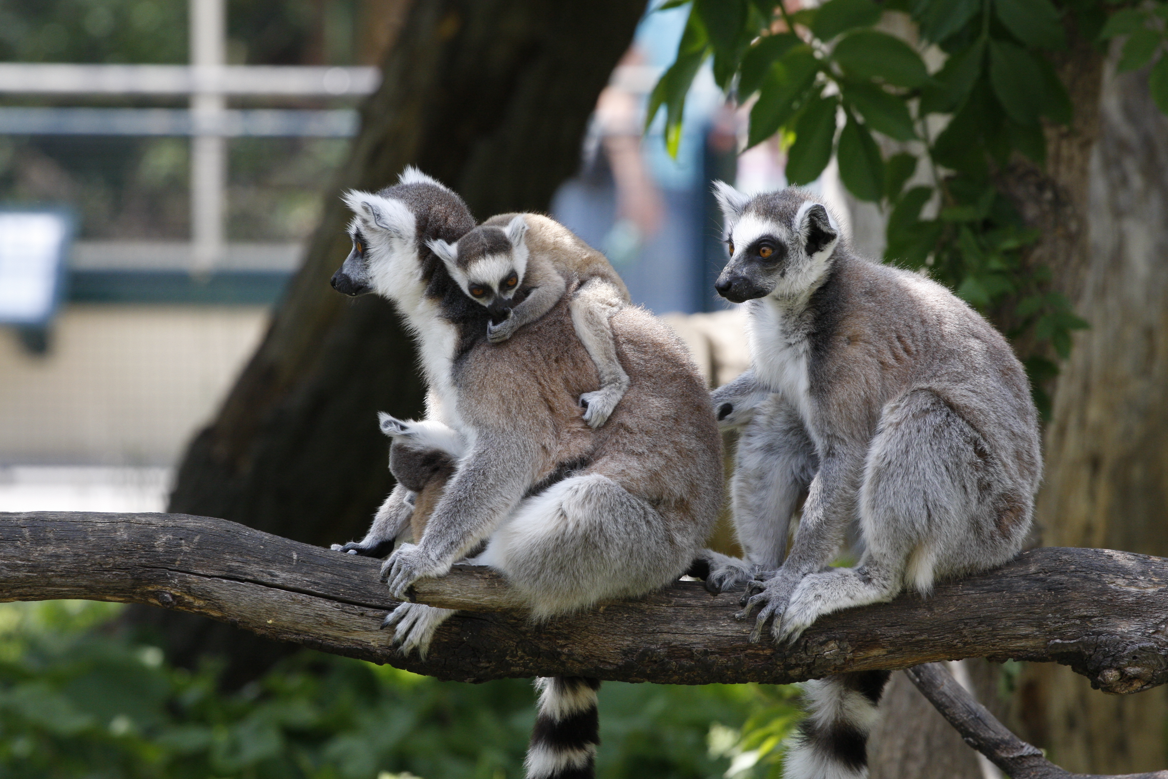 Laden Sie das Tiere, Ast, Lemur, Affen, Tierbaby-Bild kostenlos auf Ihren PC-Desktop herunter